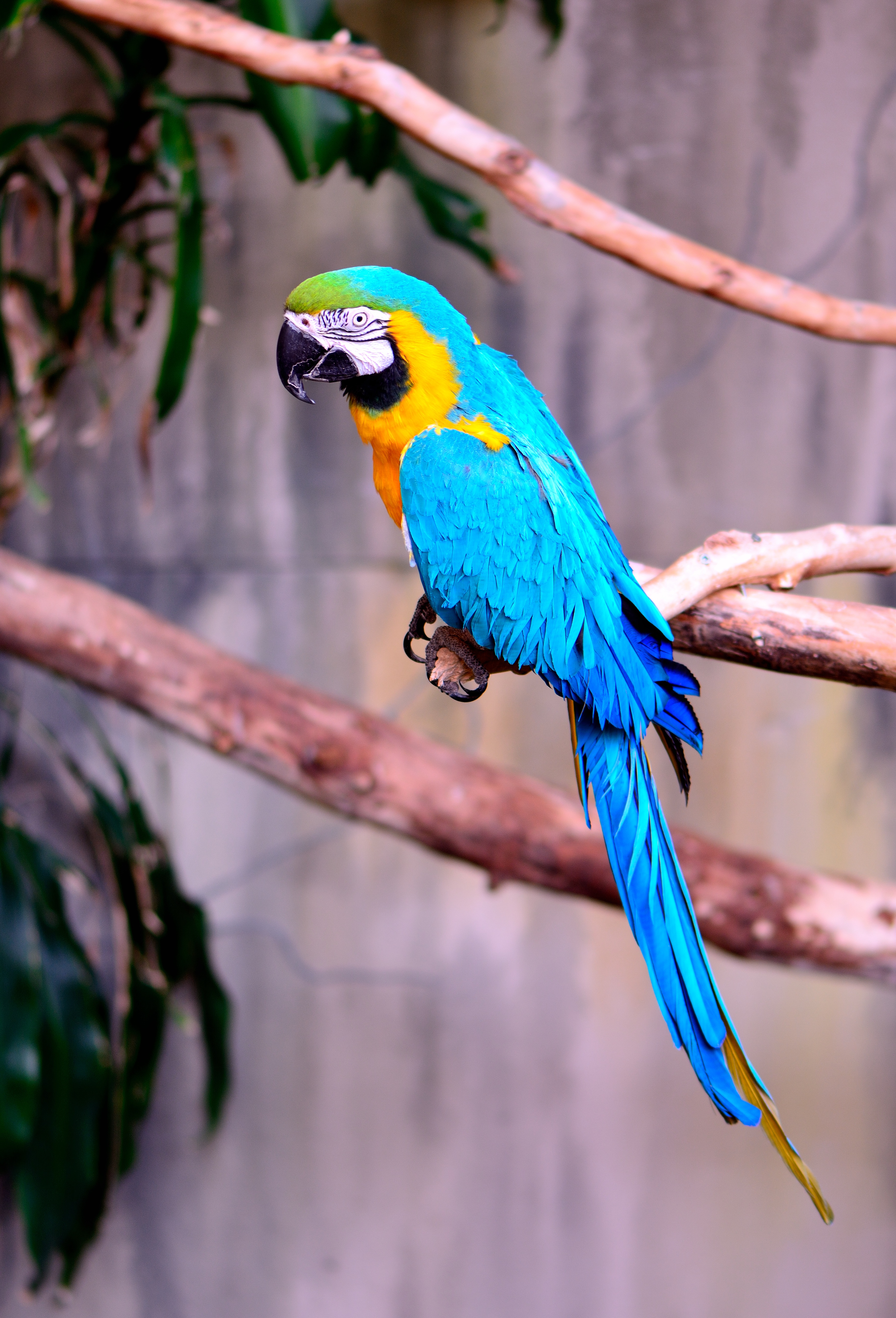 perching, animal, nature, wildlife, turquoise colored, gold and blue macaw, animals in the wild, colorful, teal, branch, yellow, 5K, bird, exotic, blue, Phone HD Wallpaper