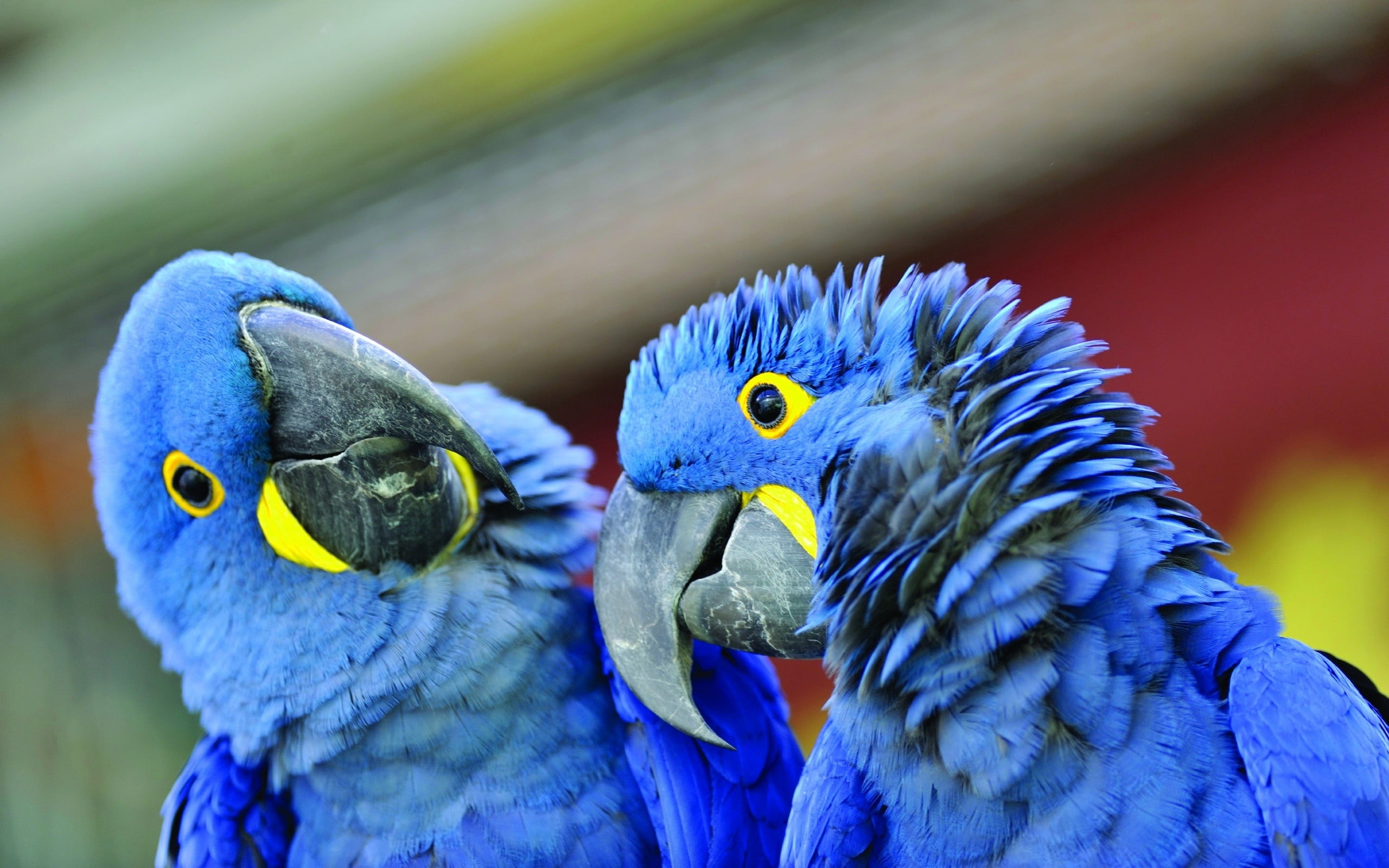 zoo, blue, pets, animal wildlife, animal, two, vibrant Color, focus on foreground, multi Colored, beauty In Nature, parrot, red, close-up, beak, colors, HD Wallpaper