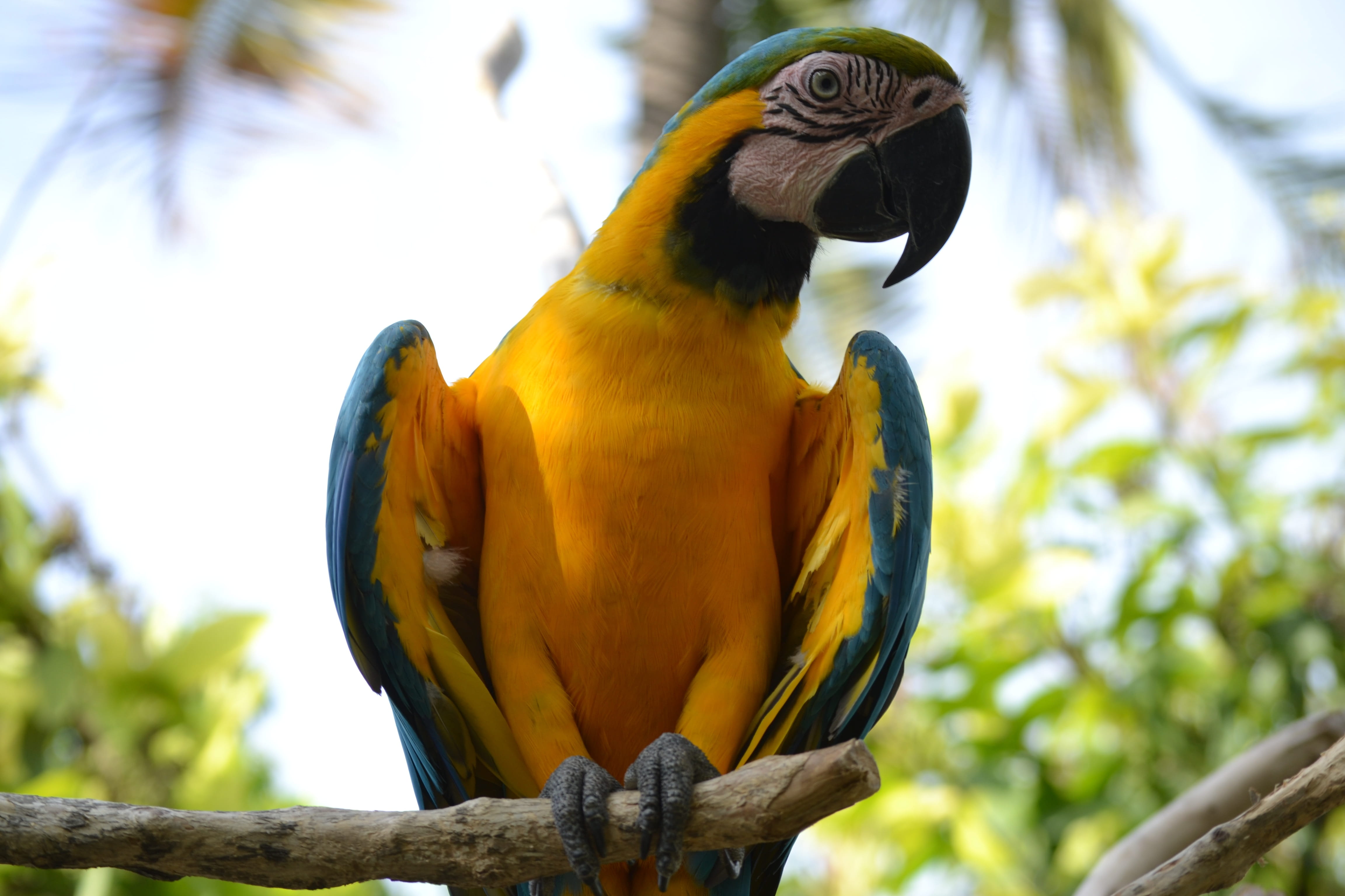 vertebrate, 4K, beak, from, branch, multi Colored, Parrot, feather, Bird, focus on foreground, blue, gold and blue macaw, Paradise, Ara, wildlife, nature, HD Wallpaper