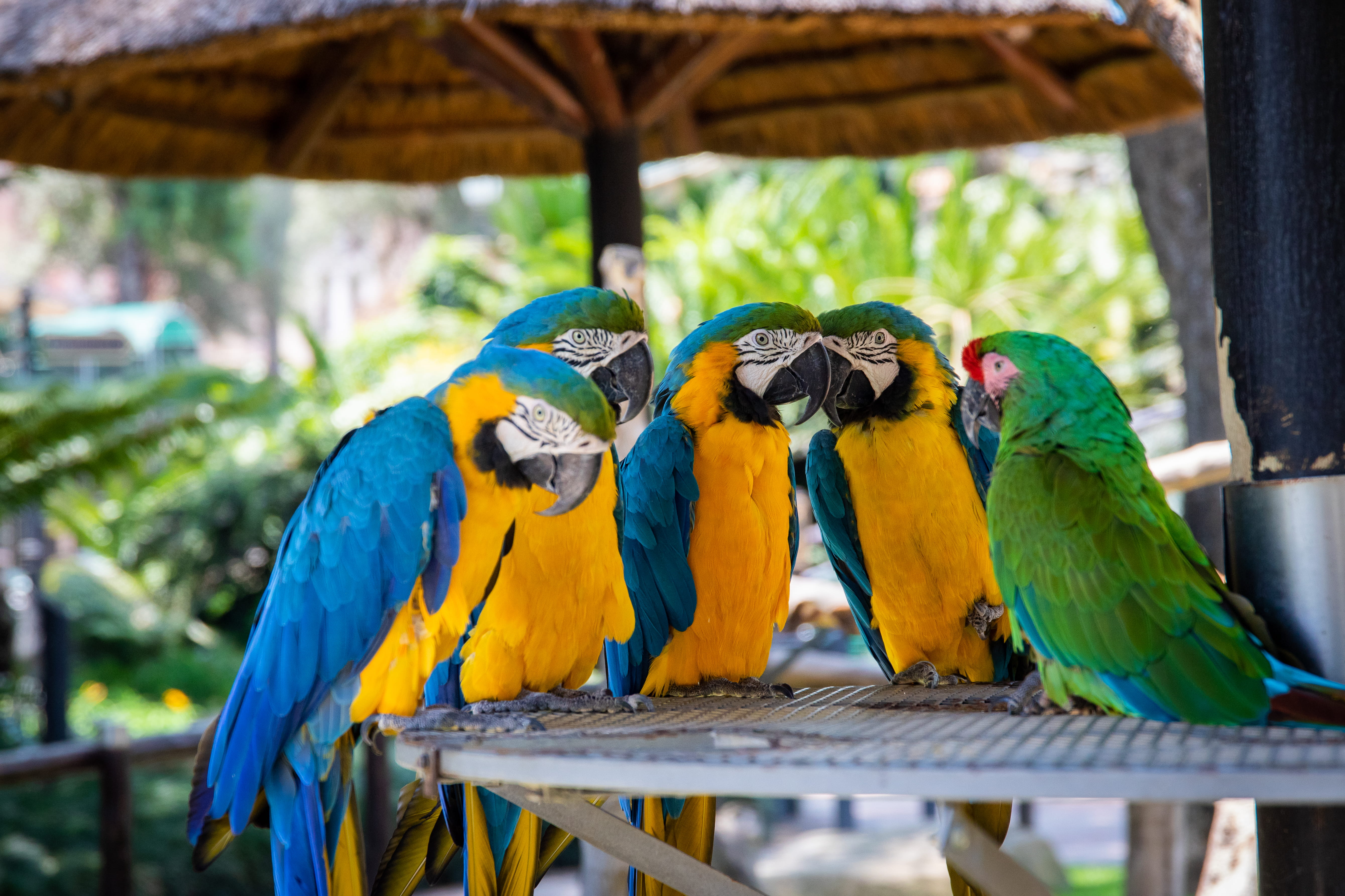 bird, parakeet, funny, parrots, yellow, wooden, five, animals in the wild, wood, perched, jungle, colorful, two animals, zoo, color, perching, 5K, aviary, HD Wallpaper