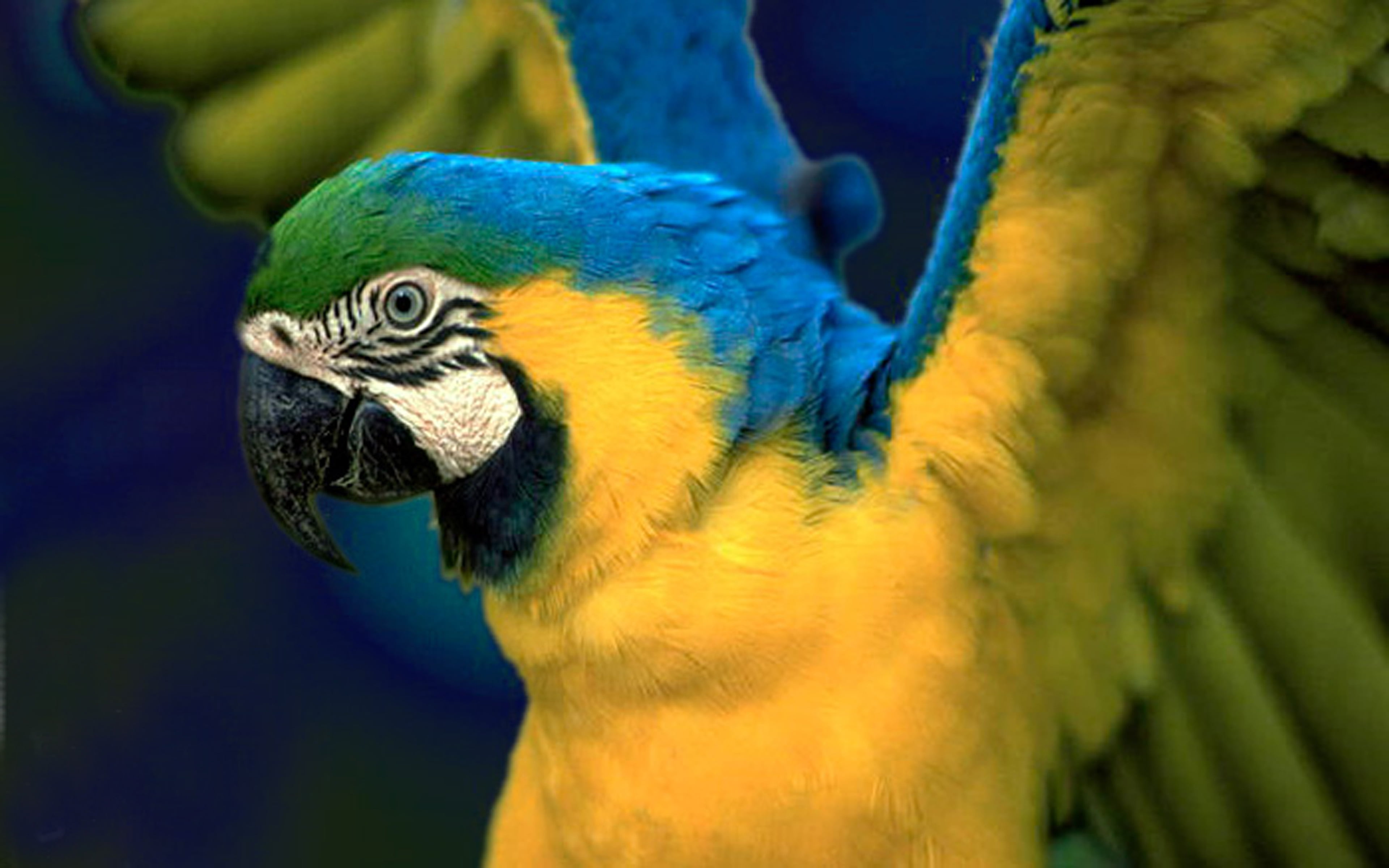 day, yellow, arara, close-up, e, no people, nature, one animal, animal wildlife, hd, animal eye, parrot, 4K, amarela, azul, bird, macaw, outdoors, HD Wallpaper
