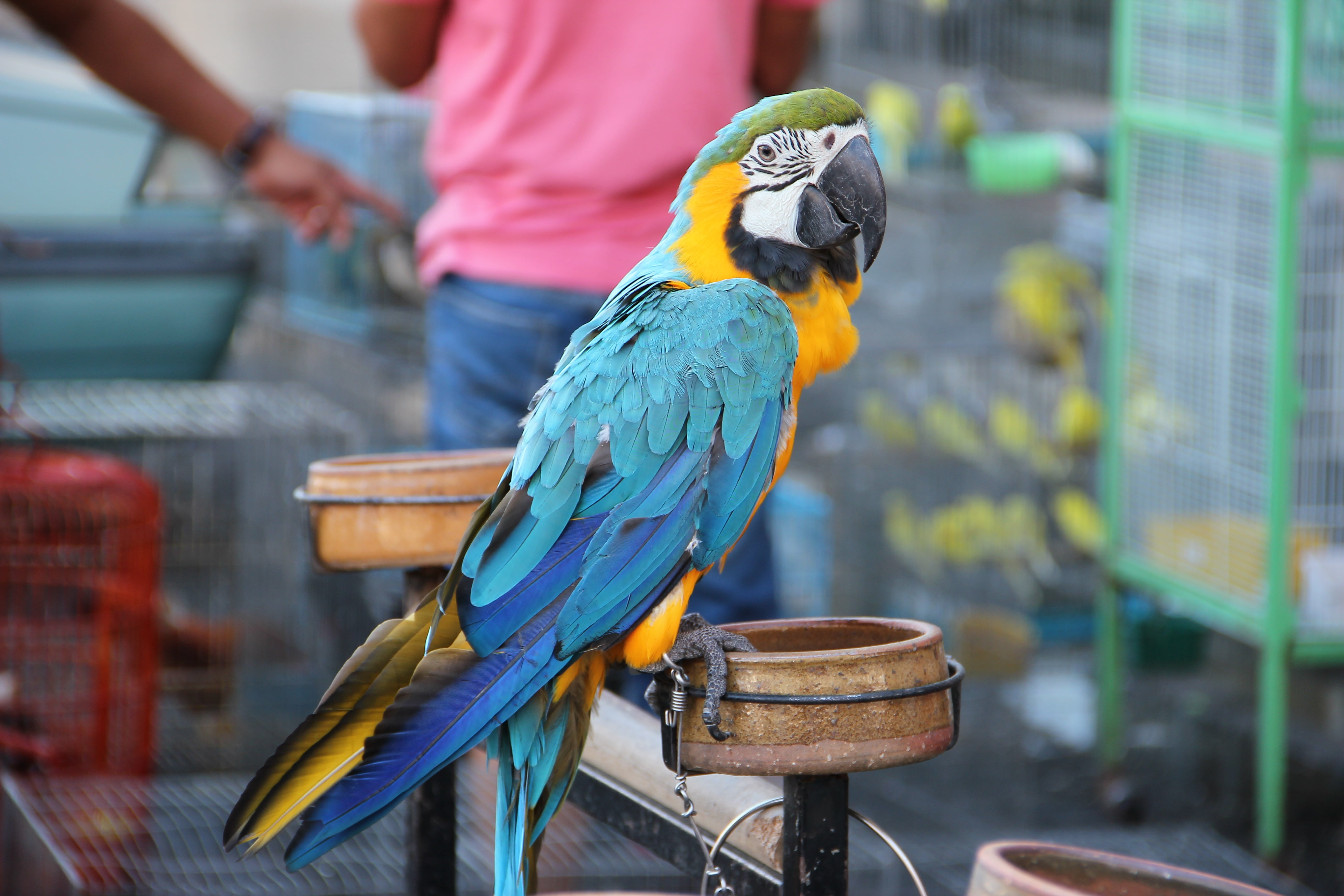 exotic, perching, pets, metal, cage, multi Colored, parrot, close-up, day, bird, animals in captivity, nature, wildlife, no people, gold and blue macaw, HD Wallpaper
