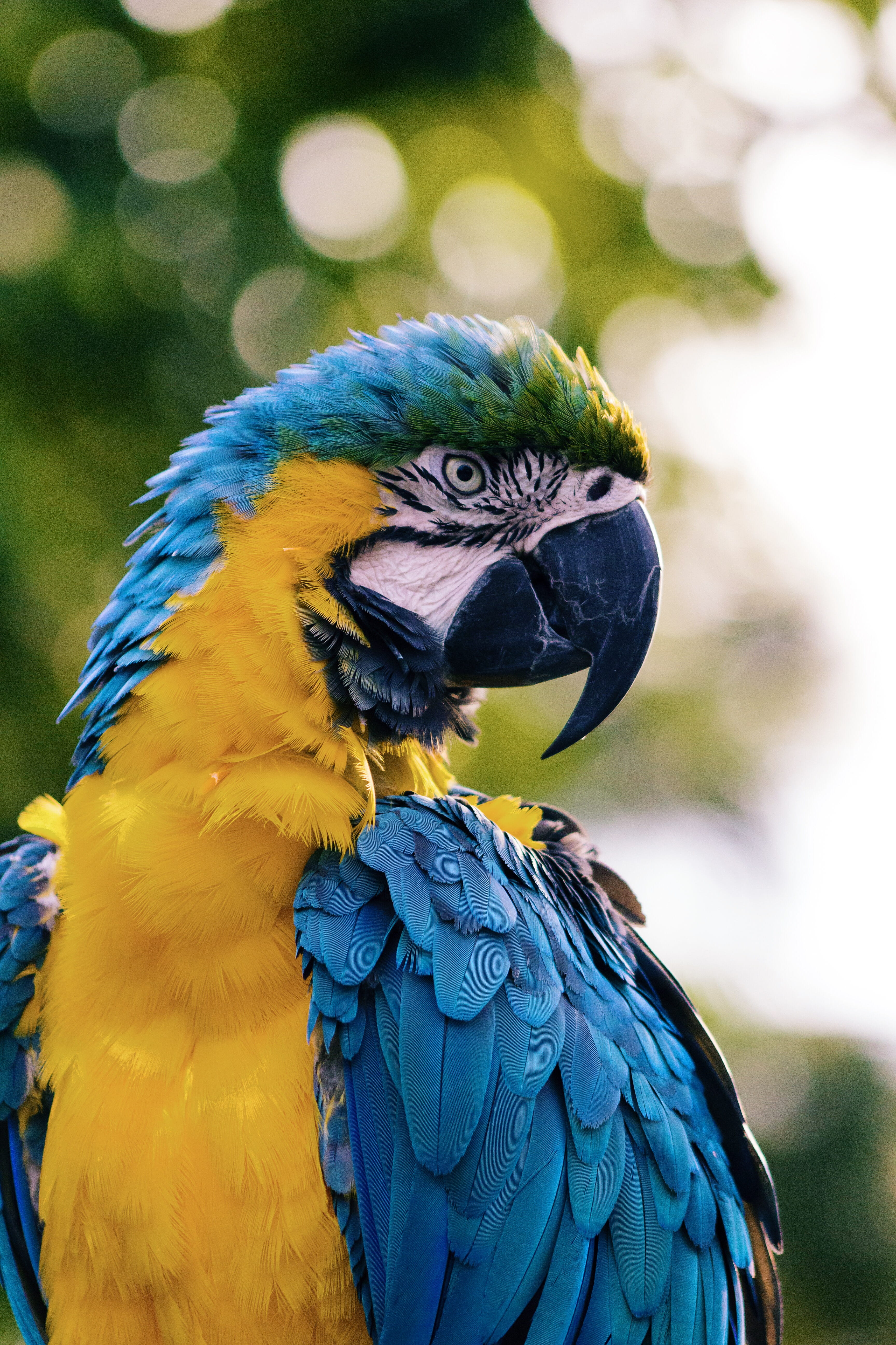 blue, 5K, animal, nature, close, parrot, yellow, beauty in nature, animal wildlife, close-up, focus on foreground, vertebrate, macaw, day, animals in the wild, Phone HD Wallpaper