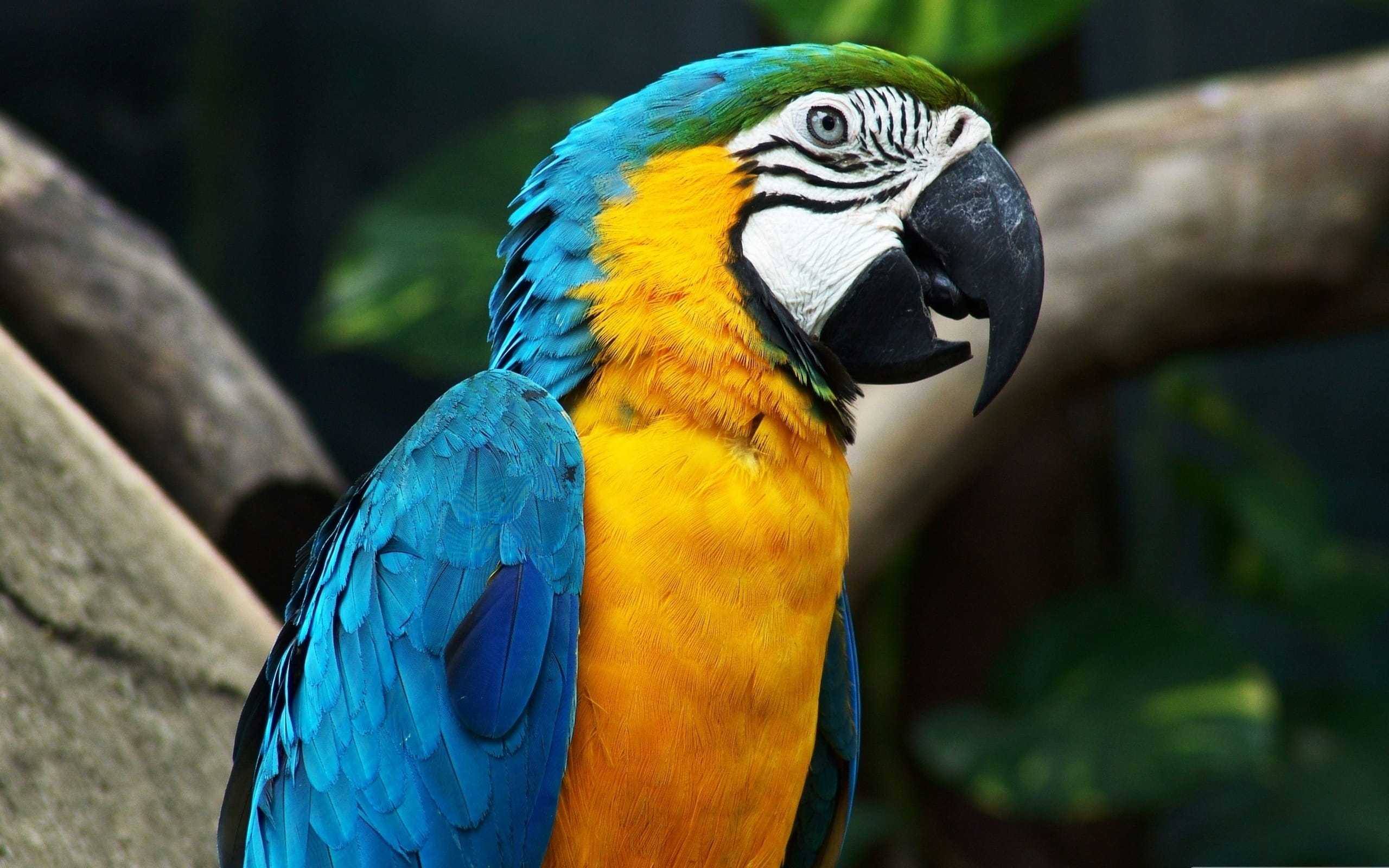 rainforest, branch, animal, close-up, on top, brown wood, top, bird, og, outdoors, animal body part, tropical rainforest, yellow, day, one animal, brown, HD Wallpaper