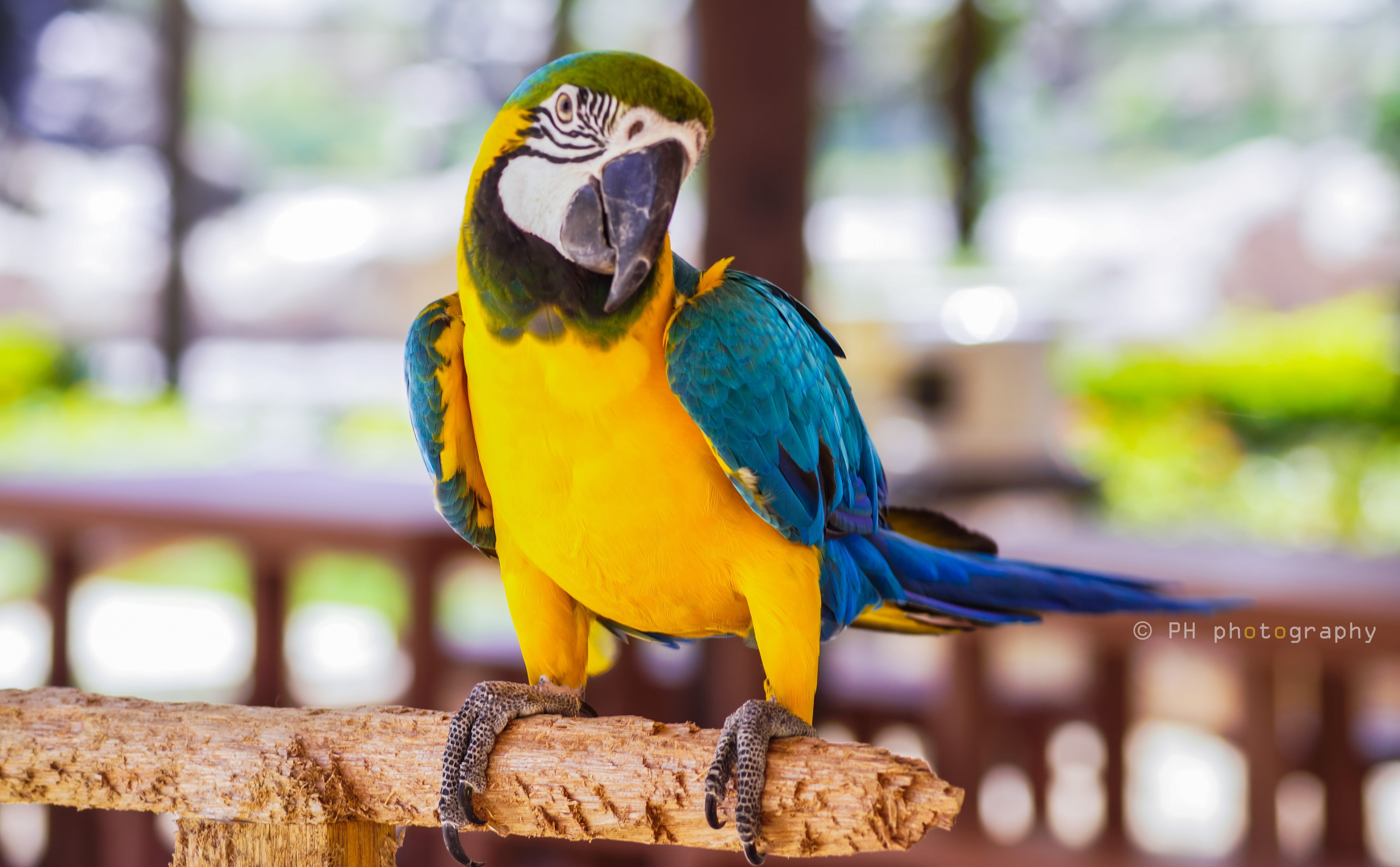 wildlife, forest, close up, macaw, animal wildlife, outdoors, vivid, photography, nature, blue, no people, parrot, focus on foreground, Animals, day, yellow, HD Wallpaper
