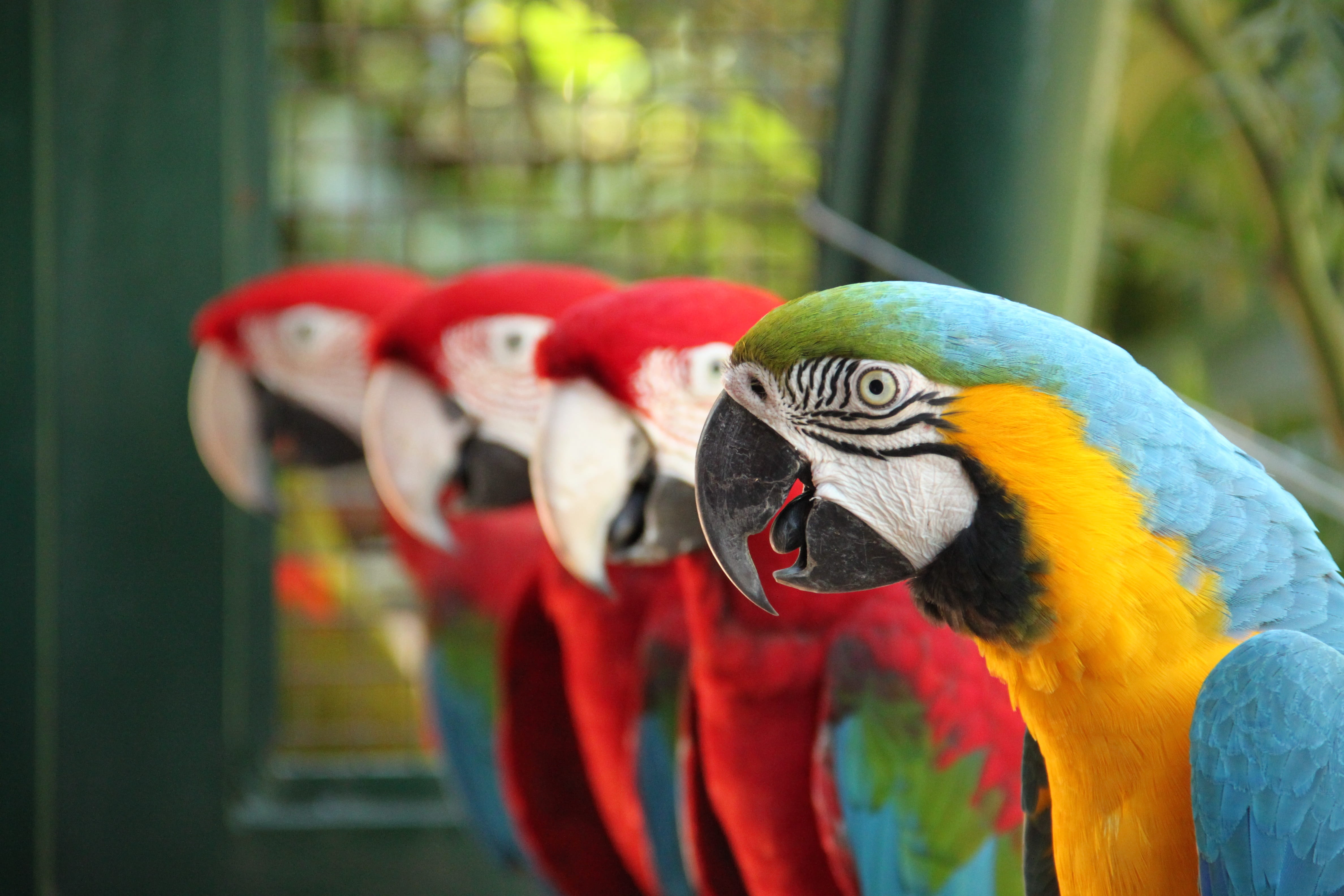close-up, tropical bird, animal themes, arara, outdoors, parrots, animals in the wild, no people, focus on foreground, vertebrate, one animal, tropical birds, HD Wallpaper