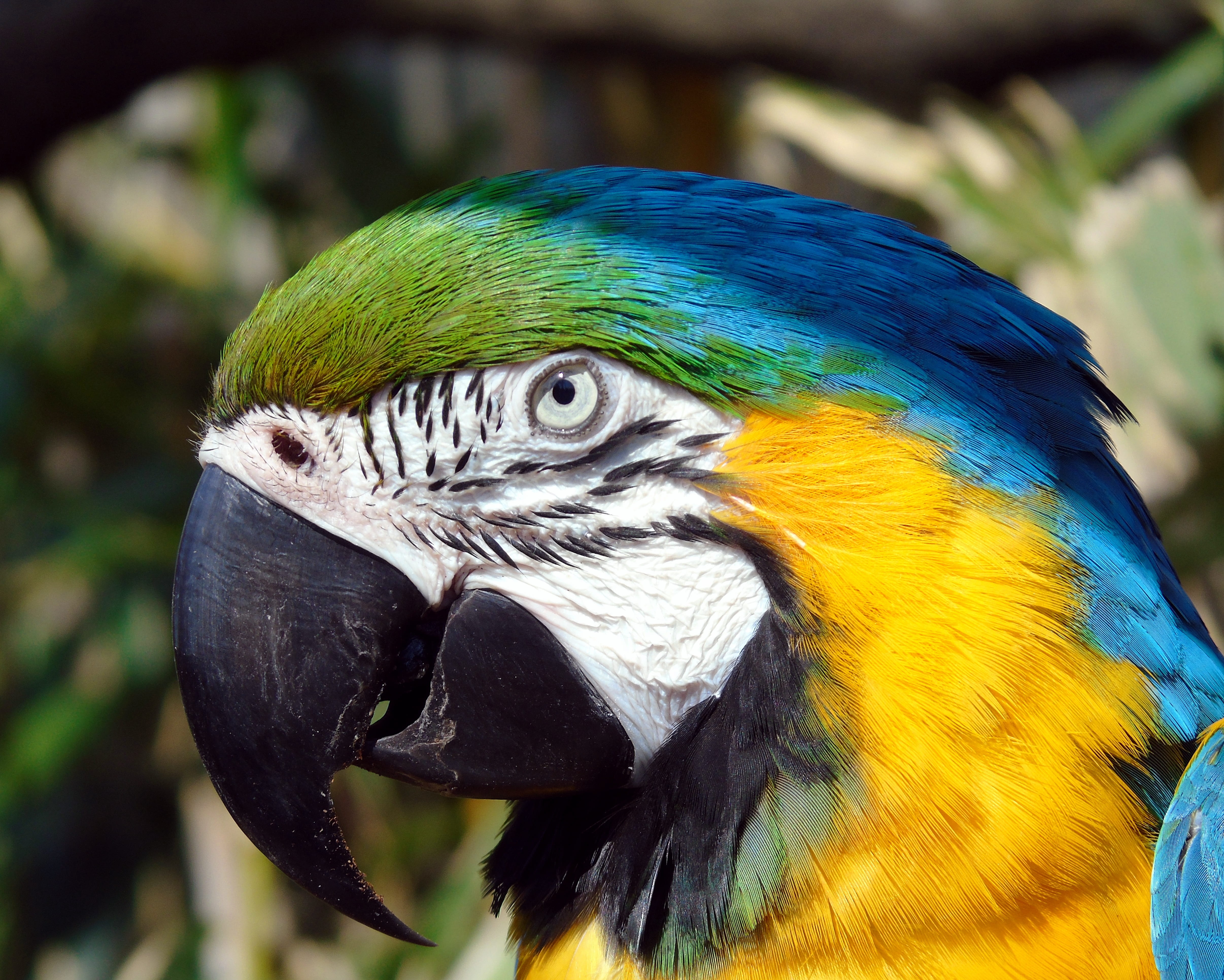 feather, close-up, jungle, bird, color, colorful, wild, one animal, throated, multi colored, cute, animal head, vertebrate, colourful, no people, focus on foreground, HD Wallpaper