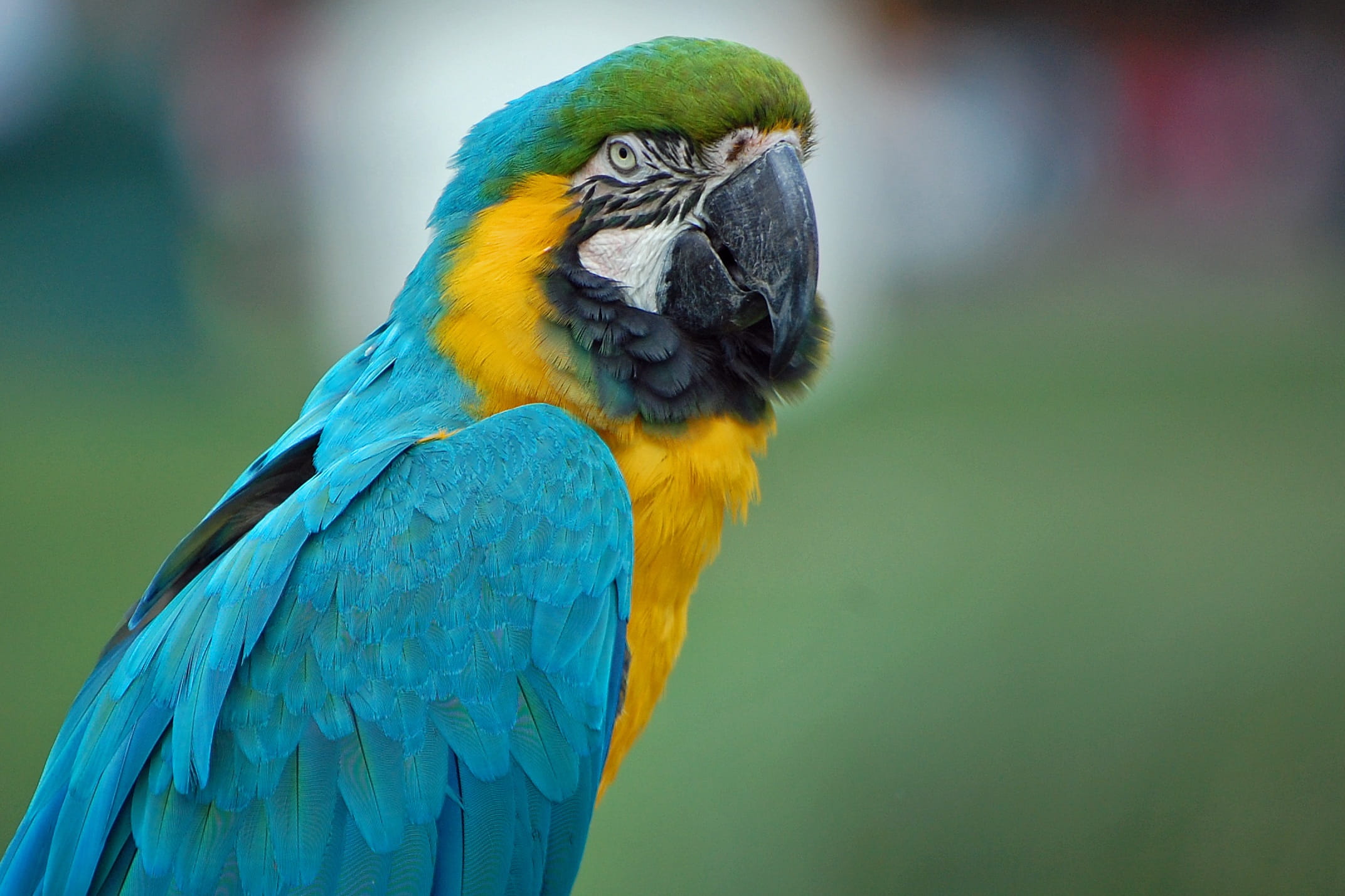 close-up, colors, tropical, blue, jungle, vibrant, nature, one animal, yellow, environment, vivid, Close, Bird, vertebrate, wild, Parrot, no people, animal themes, HD Wallpaper