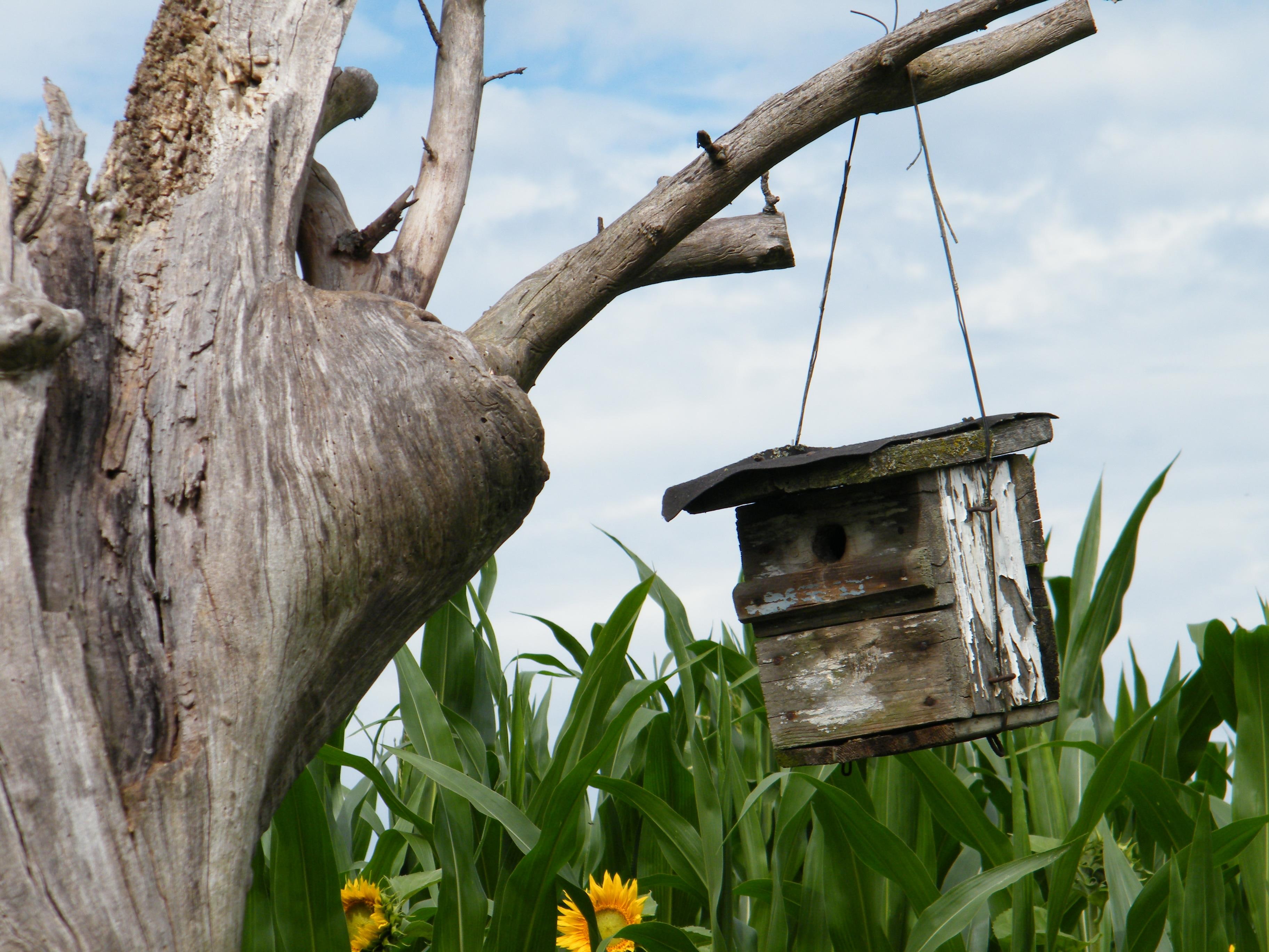 nature, tree, field, 2K, aviary, HD Wallpaper