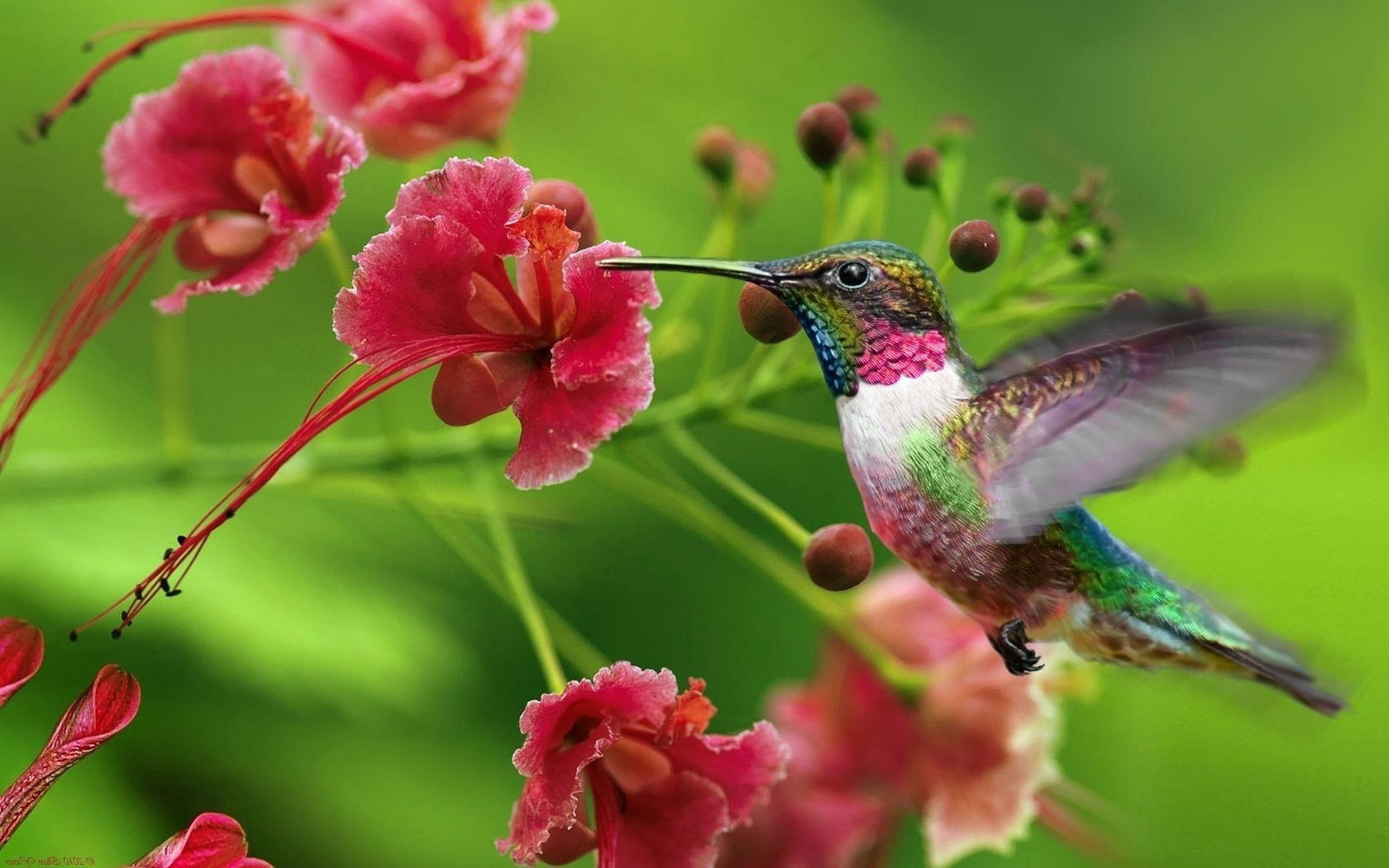 colors, pollination, multicolored, animals In The Wild, flower, red, bird Watching, pistil, summer, exotic flower, one Animal, animal wildlife, outdoors, HD Wallpaper