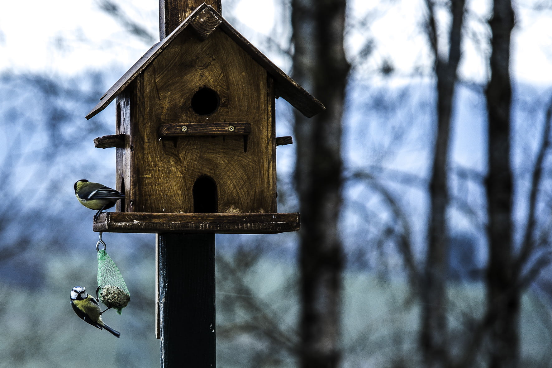 animal wildlife, shelter, aviary, nature, plant, animals in the wild, birdhouse, built structure, blur, wood, focus on foreground, tree trunk, bird, focus, HD Wallpaper