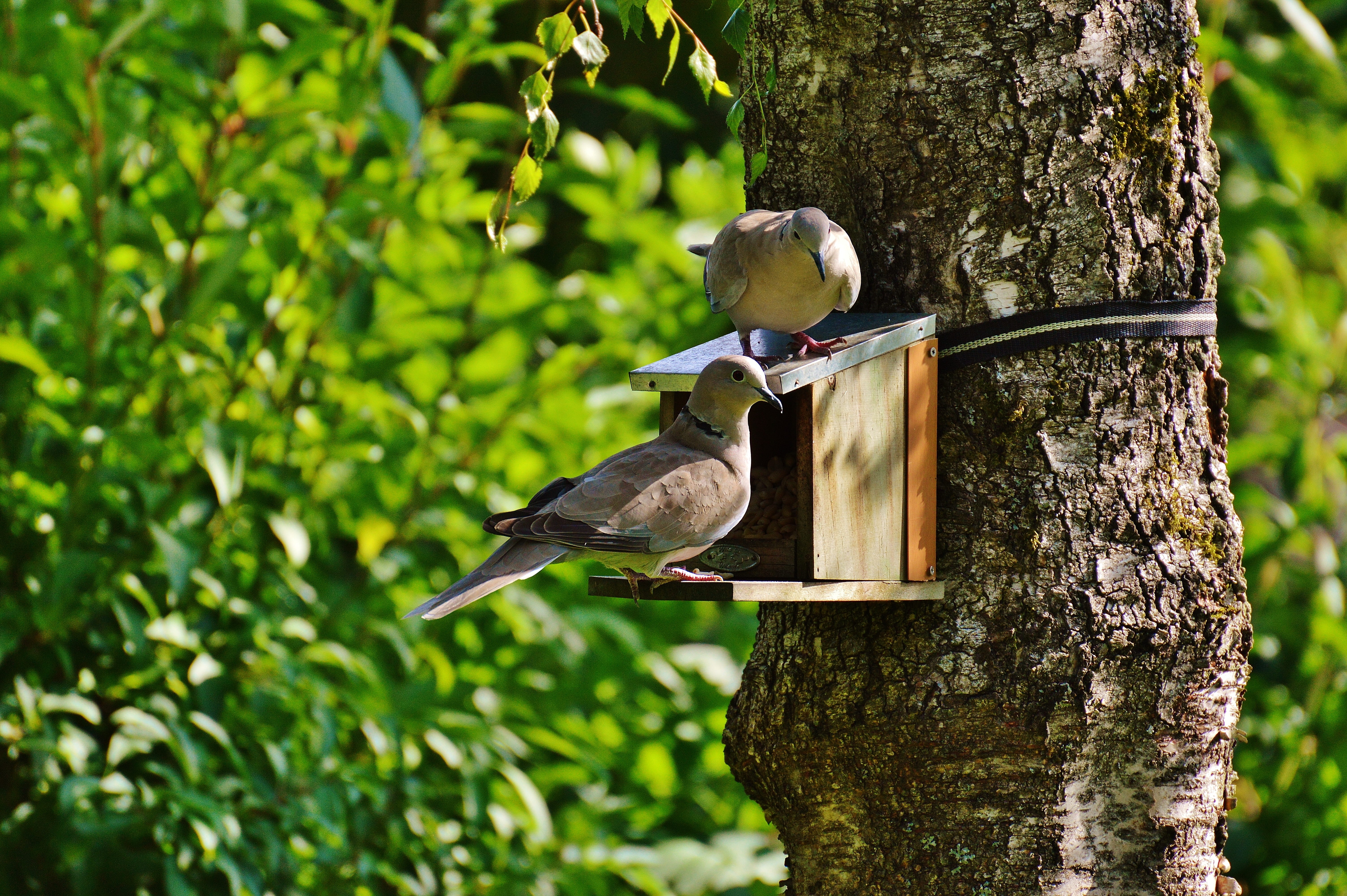 nature, animal, day, beige, summer, trunk, birds, one animal, perching, bird house, animal wildlife, tree, perched, green color, garden, plumage, brown, HD Wallpaper