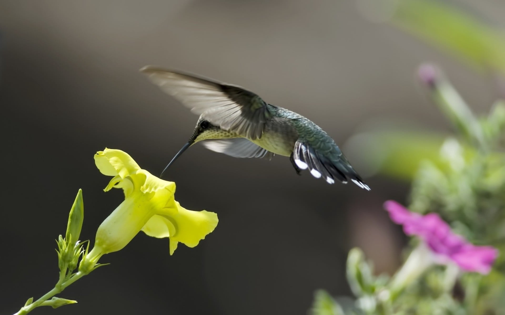 sweep, vulnerability, animals In The Wild, 1080P, vertebrate, nature, songbird, beauty In Nature, flowering plant, multi Colored, pistil, blue, hummingbird, HD Wallpaper