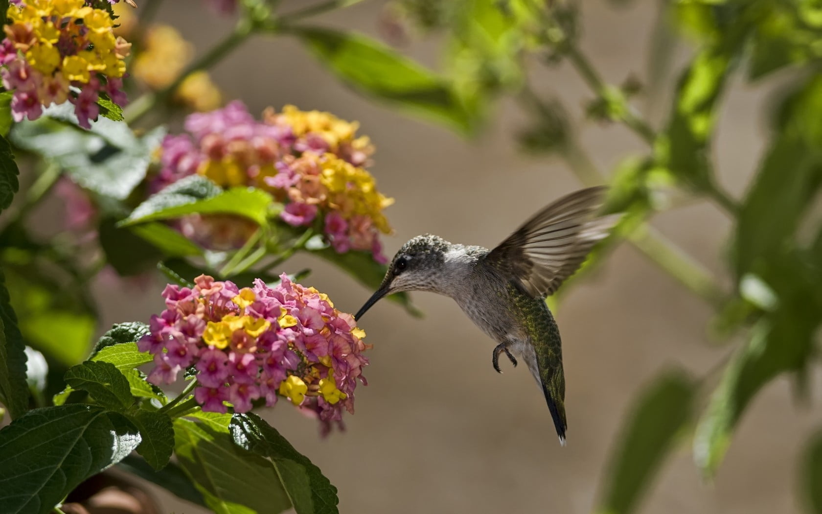 animal, fragility, sun, close-up, flower head, color Image, iridescent, focus on foreground, aviary, spread Wings, vertebrate, songbird, feather, birds, HD Wallpaper