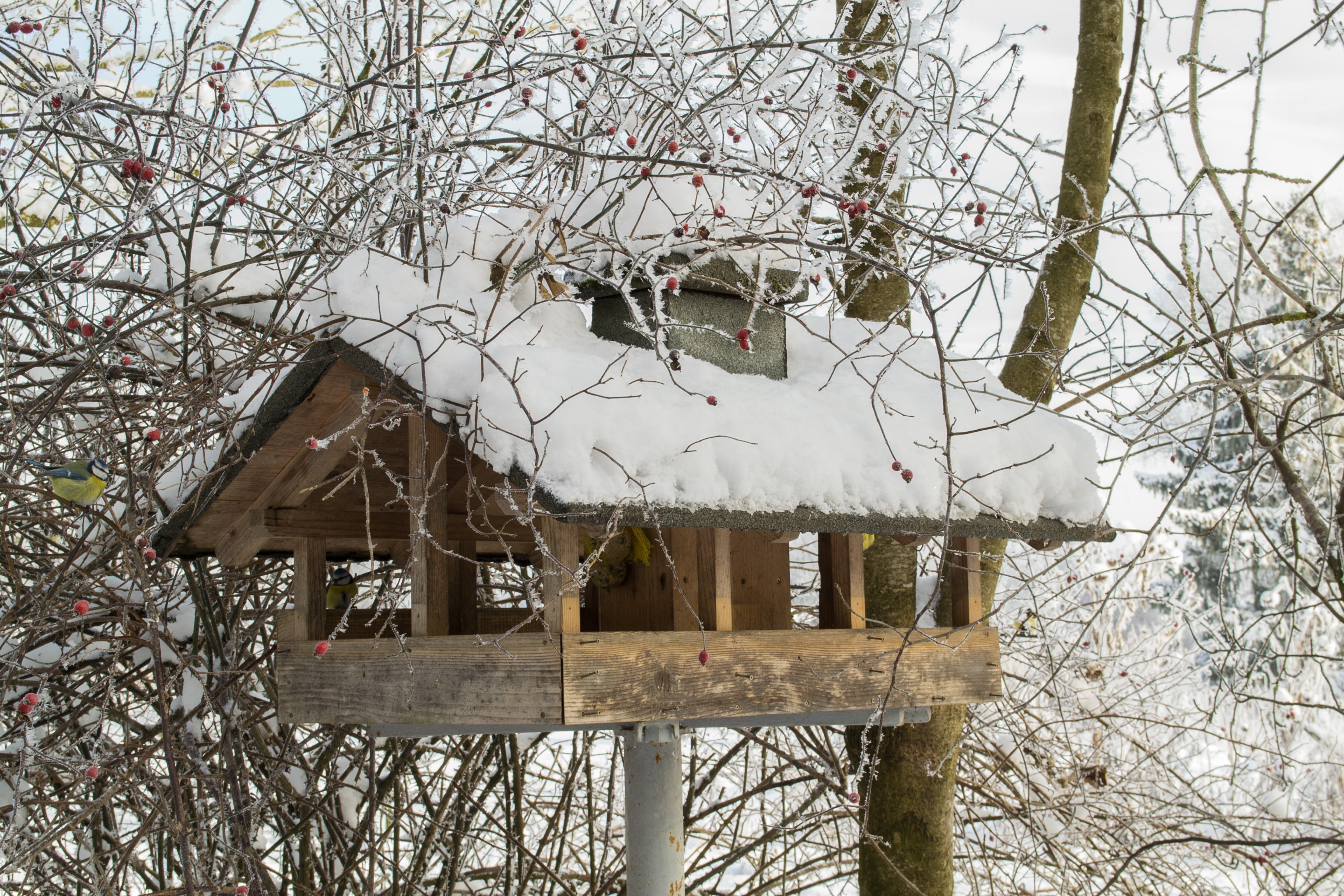 bird, cold, building, architecture, winter, snowing, snow, birdhouse, birds, frozen, white, 4K, outdoors, nature, cold temperature, no people, aesthetic, HD Wallpaper
