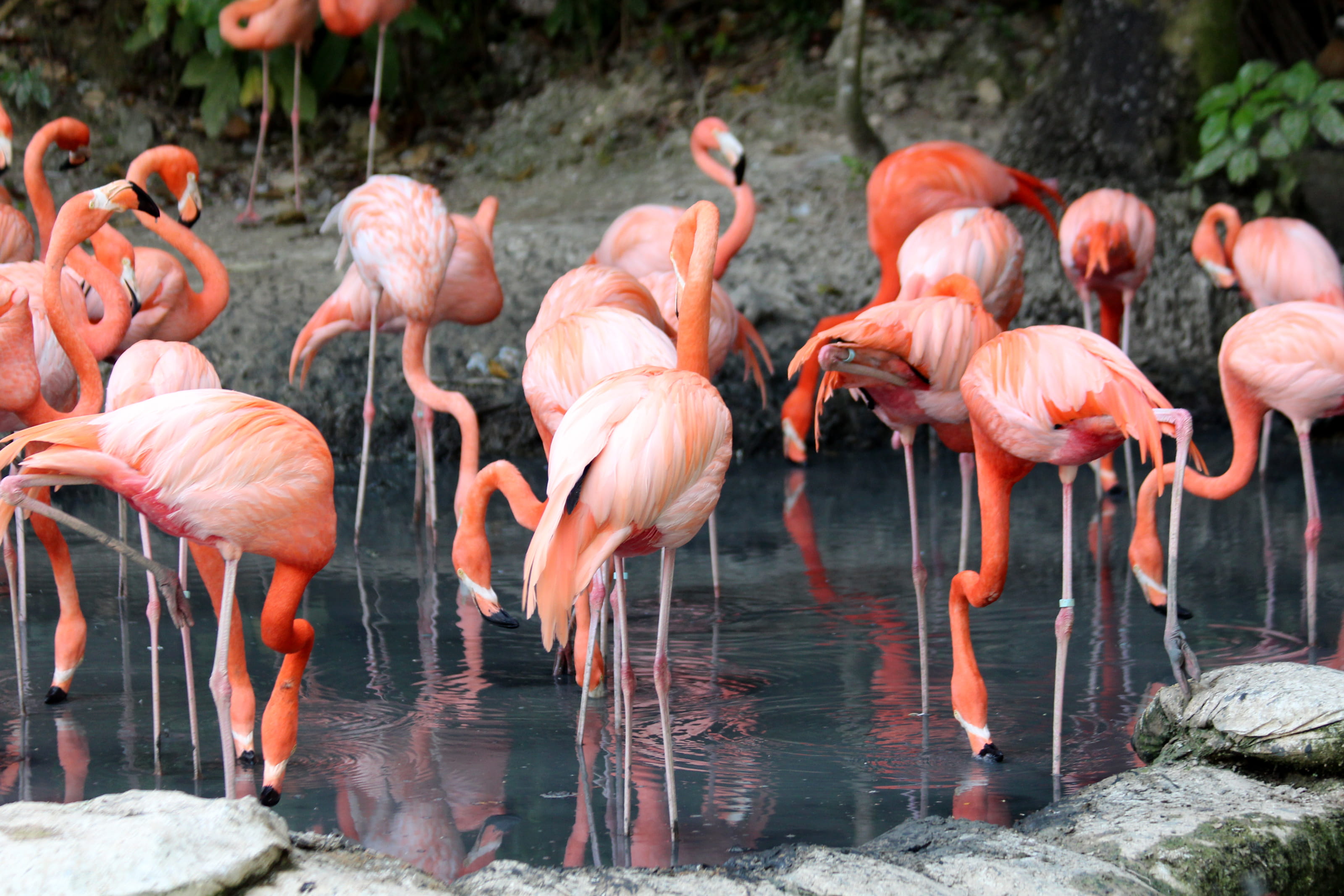 environment, flock of birds, aviary, flock, drinking, no people, lake, animal neck, pink flamingo, wildlife, nature, large group of animals, animal themes, HD Wallpaper