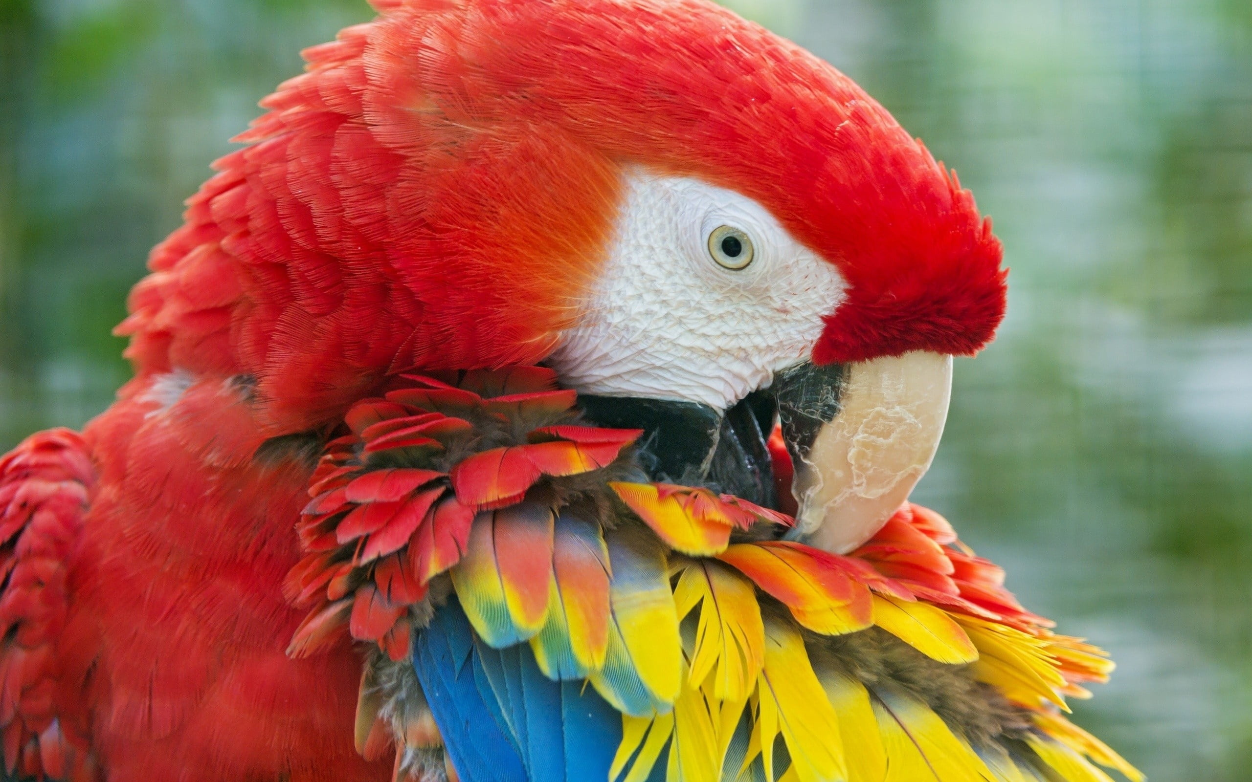 blue, tropical Climate, animal Head, animal themes, nature, feathers, bright, vertebrate, beak, animals And Pets, close-up, scarlet macaw, day, cute, focus on foreground, HD Wallpaper