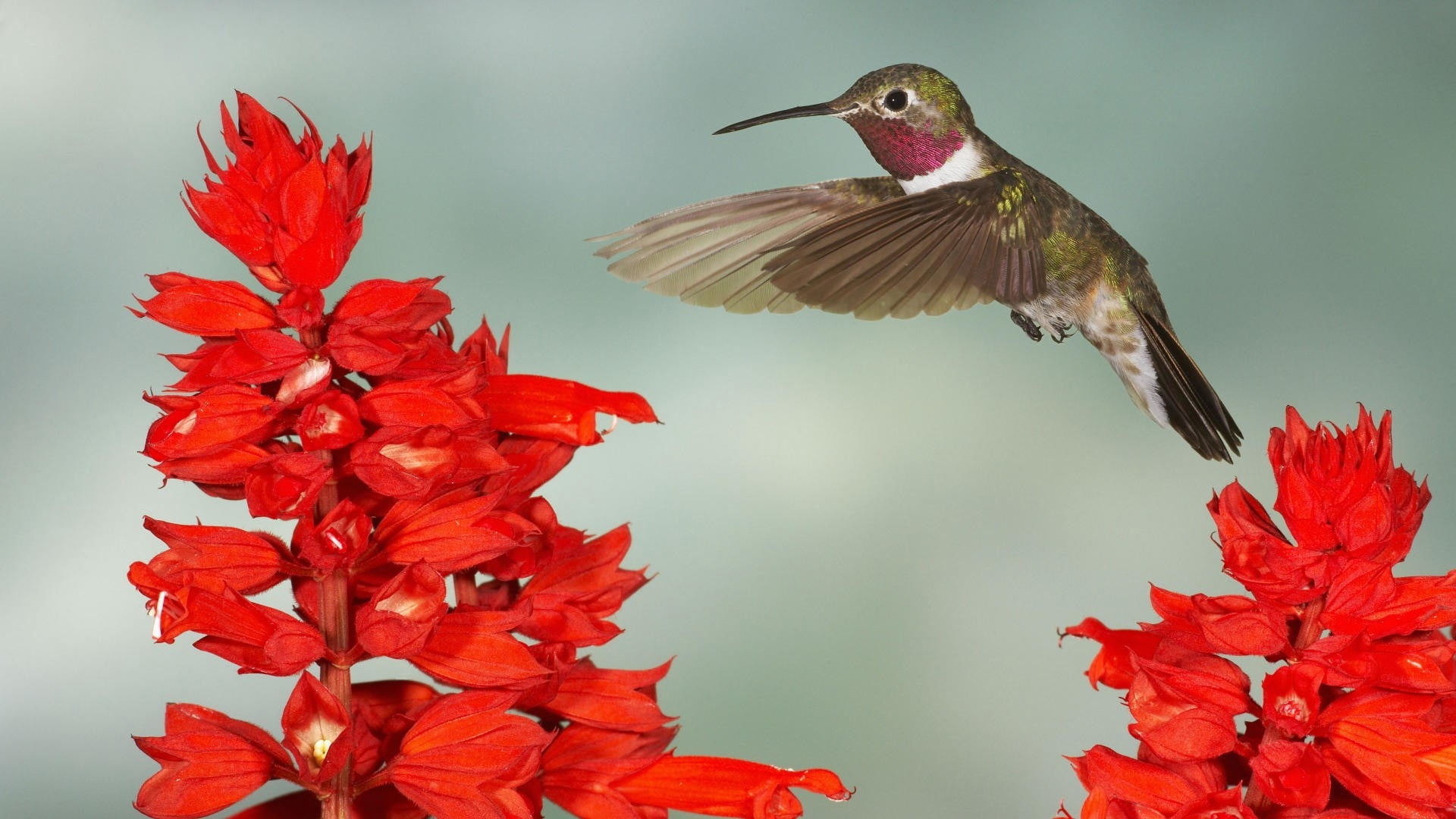 iridescent, humming, bird, color Image, beak, wildlife, plant, red, multi Colored, beauty In Nature, pistil, bird swing, animals In The Wild, aviary, animal Themes, HD Wallpaper