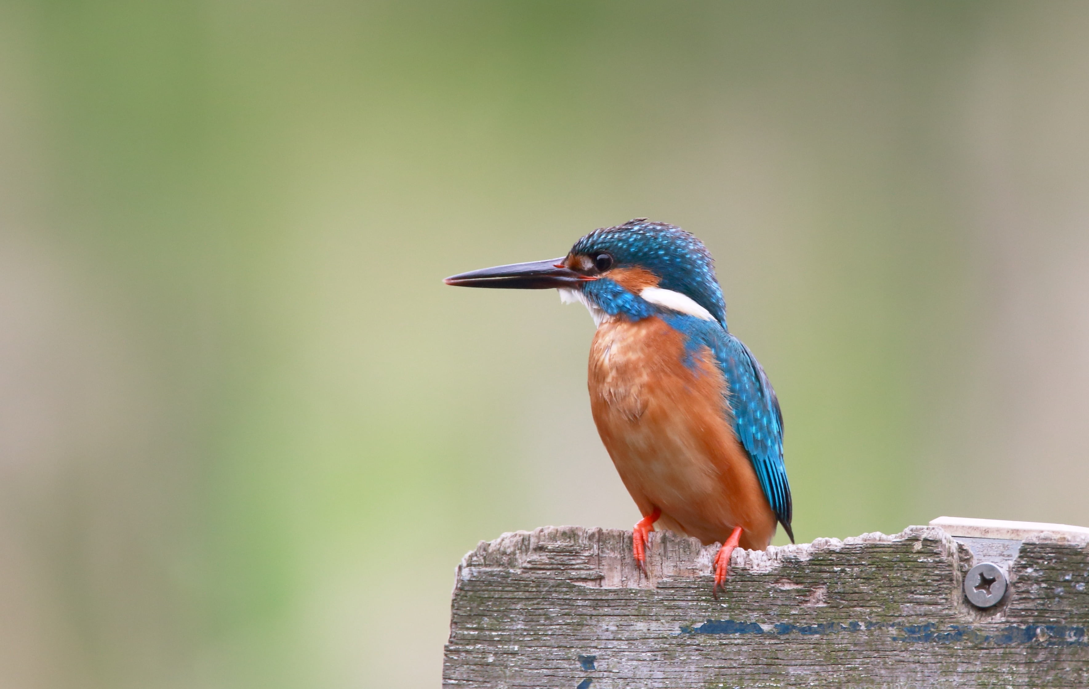 2K, wooden post, colorful, kingfisher bird, profile view, long, perching, focus on foreground, day, vertebrate, animal, aviary, one animal, focus, bird, HD Wallpaper