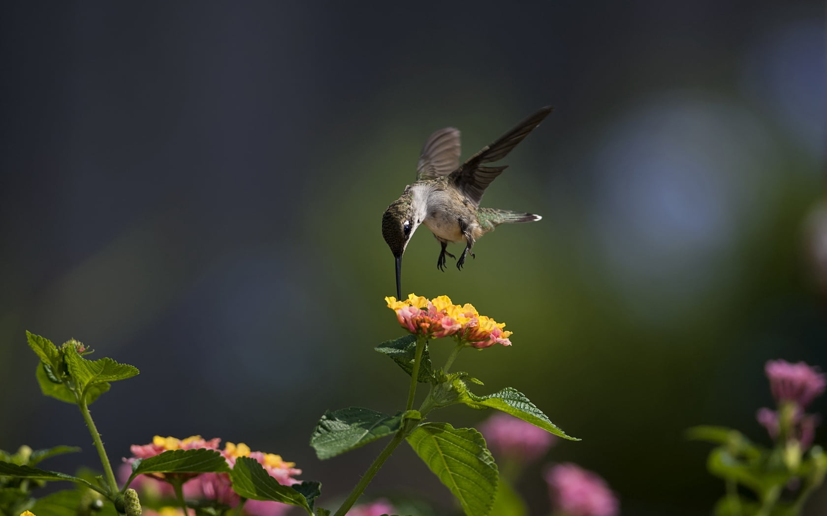 spread Wings, flying, close-up, bird Watching, songbird, nature, hovering, focus on foreground, animal Wing, flower head, growth, animals In The Wild, flower, HD Wallpaper