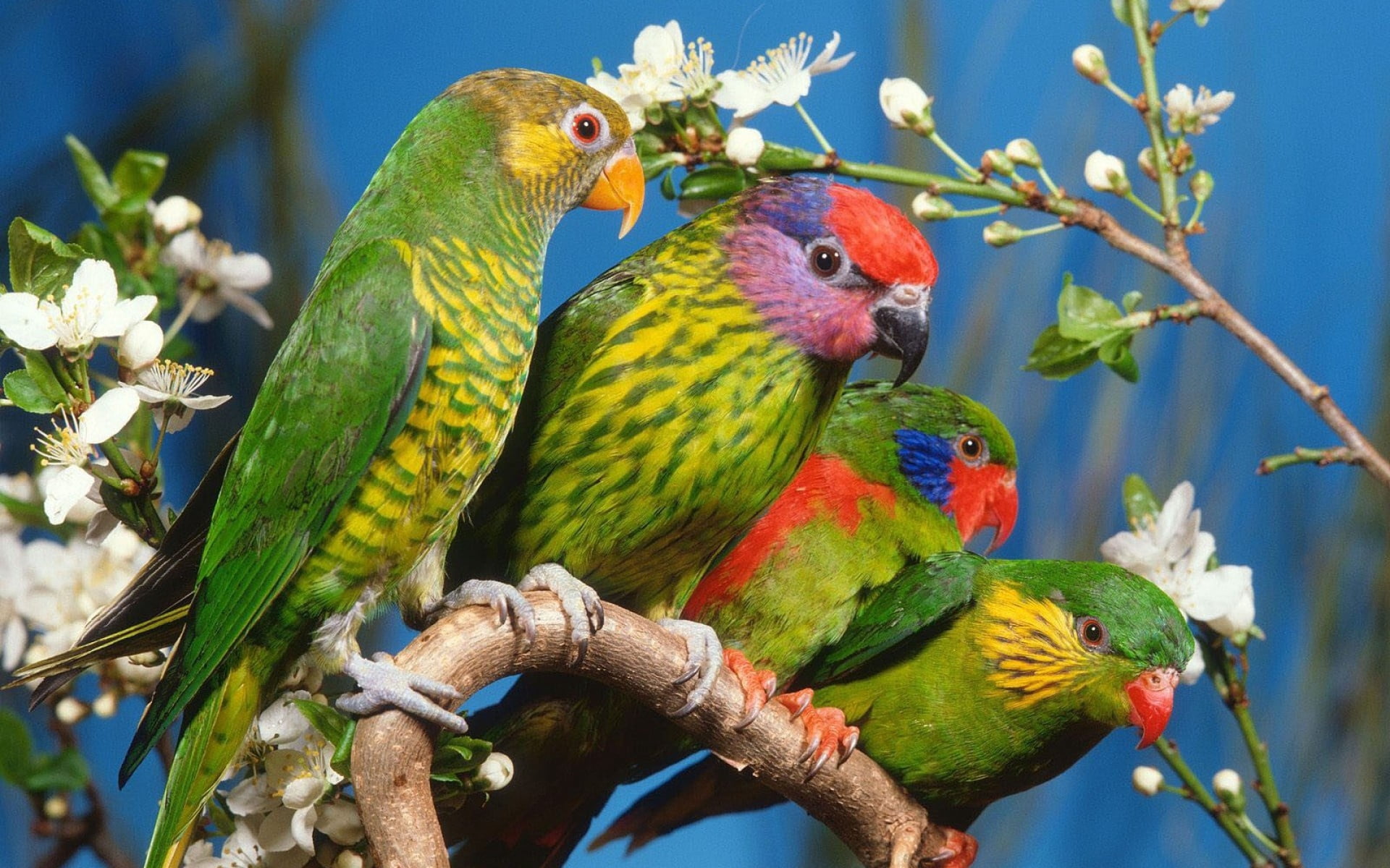 perching, two animals, vertebrate, vibrant Color, wildlife, animal, beak, parakeet, macaw, birds, 1080P, close-up, nature, green, animal Wing, rainbow lorikeet, HD Wallpaper