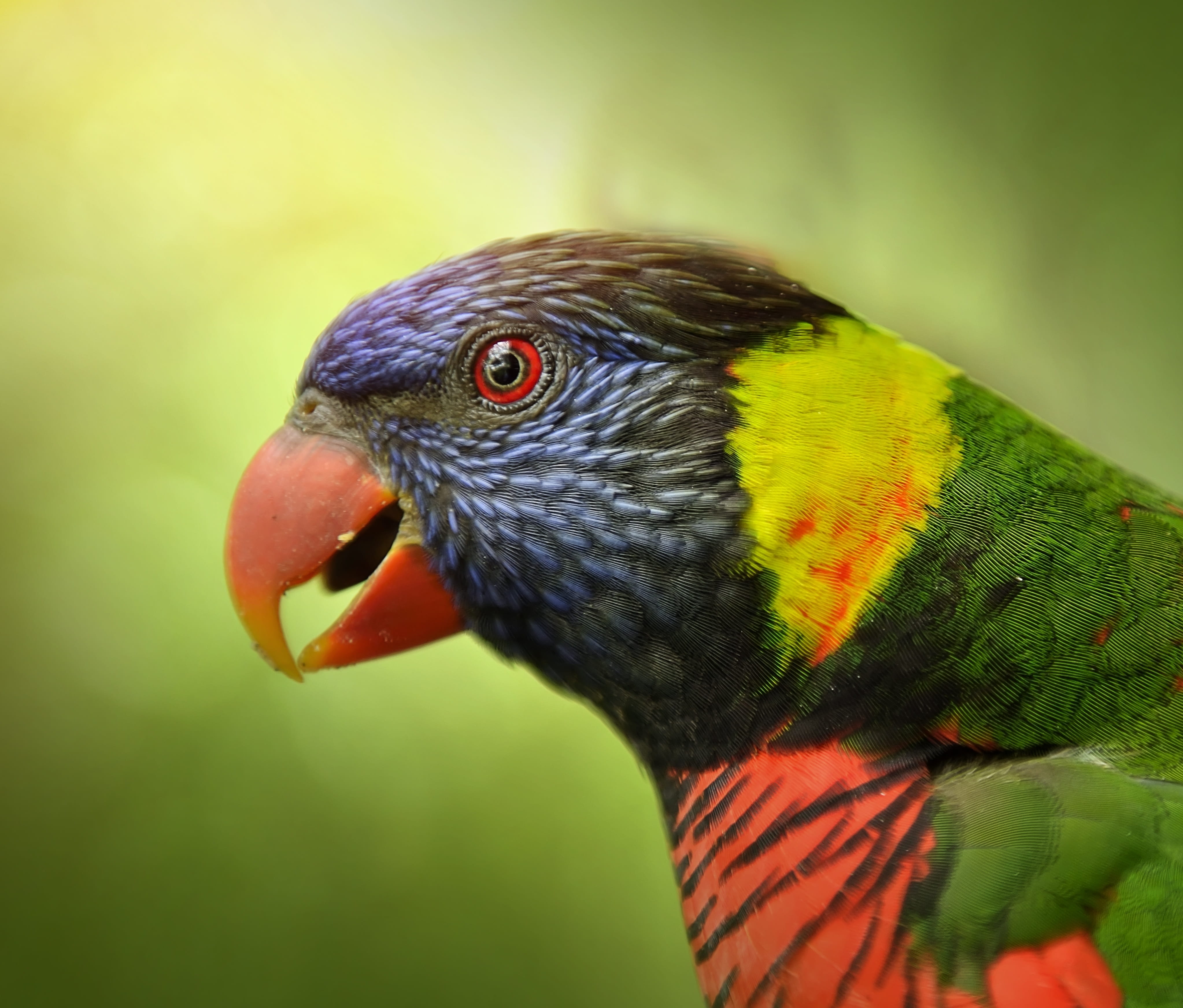 animal, animals in the wild, rainbow lorikeet, animal wildlife, branches, tropical, one animal, lory, bird, color, looking away, feather, vertebrate, cute, HD Wallpaper