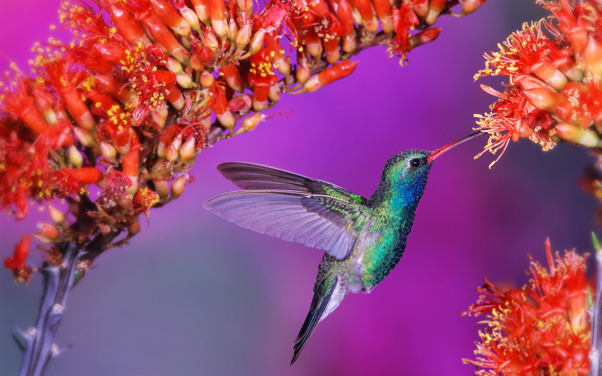 animal Wing, red, wildlife, iridescent, green Color, close-up, flower, one Animal, animal themes, hummingbird, color Image, 1080P, flowers, vulnerability, HD Wallpaper