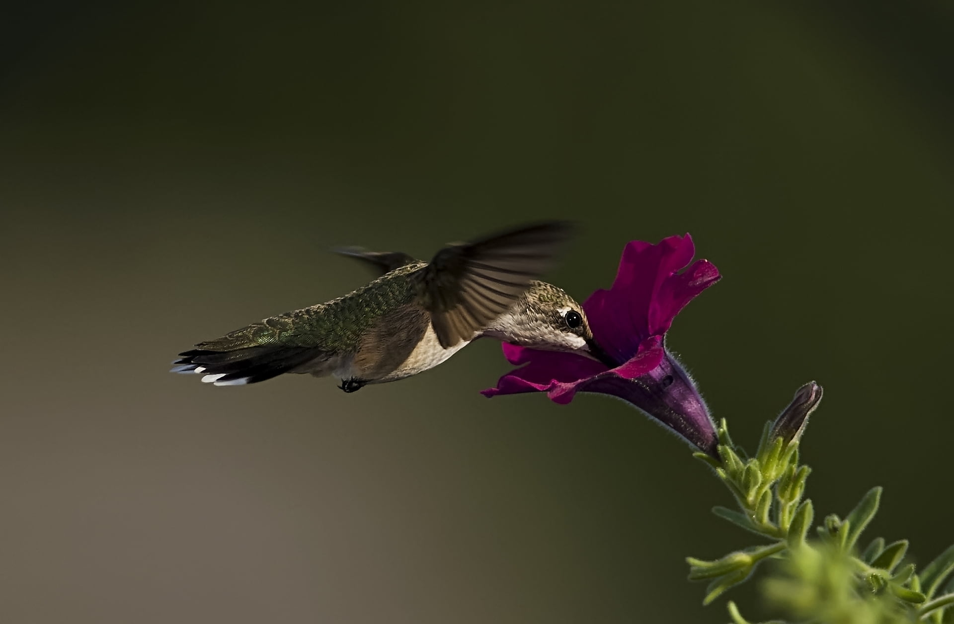 animals In The Wild, vertebrate, fragility, aviary, flower, animal wildlife, copy space, vulnerability, animal Wing, feather, songbird, no people, hummingbird, HD Wallpaper