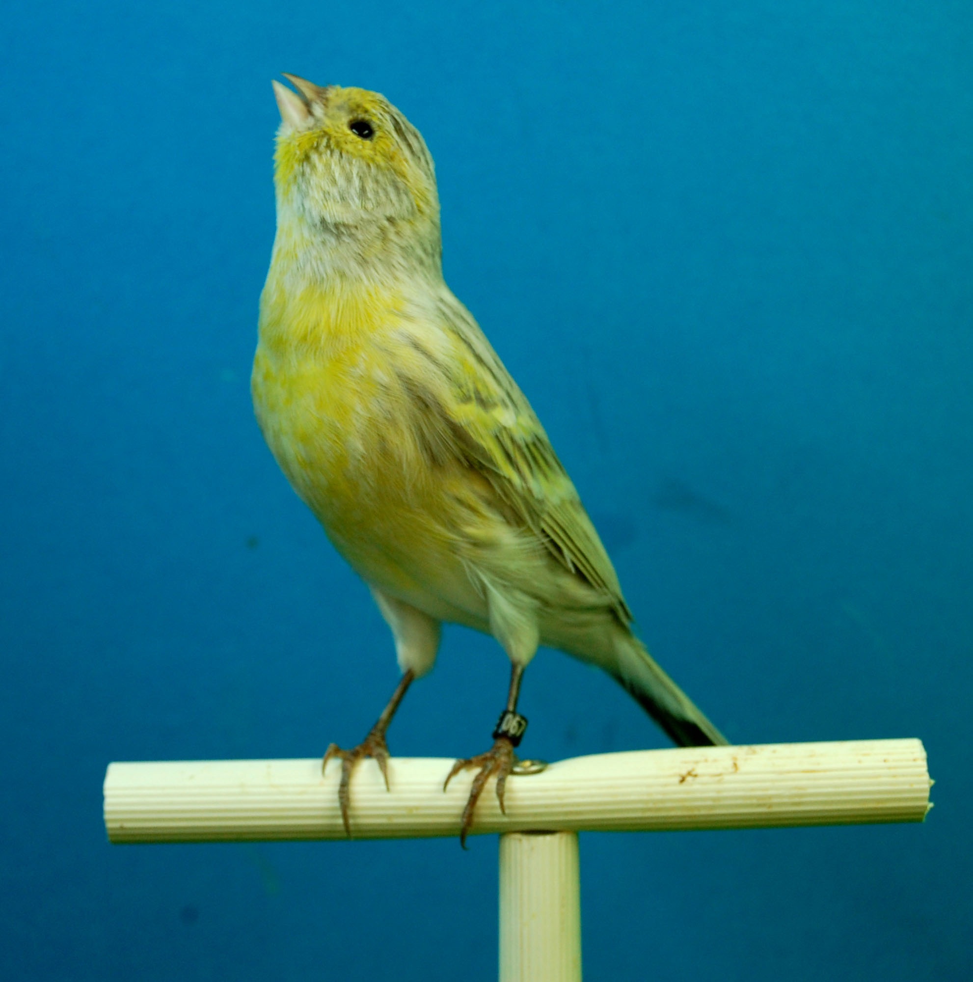 bird, zoology, day, animal themes, canaries, close-up, no people, nature, wood - material, full length, outdoors, aviary, blue, railing, yellow, black opal, Phone HD Wallpaper