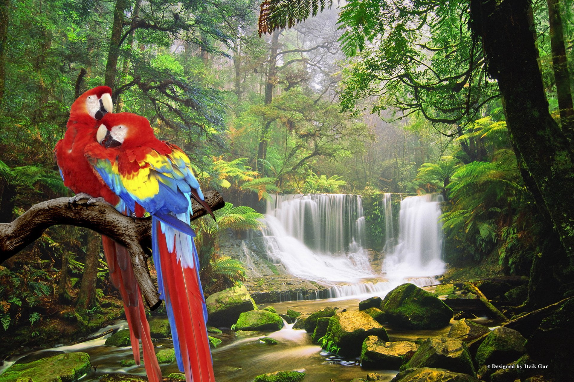 animal wildlife, vertebrate, Forest, Nature, scenics - nature, no people, motion, animal, Birds, rainforest, Scarlet Macaw, Waterfall, Parrot, plant, tree, HD Wallpaper
