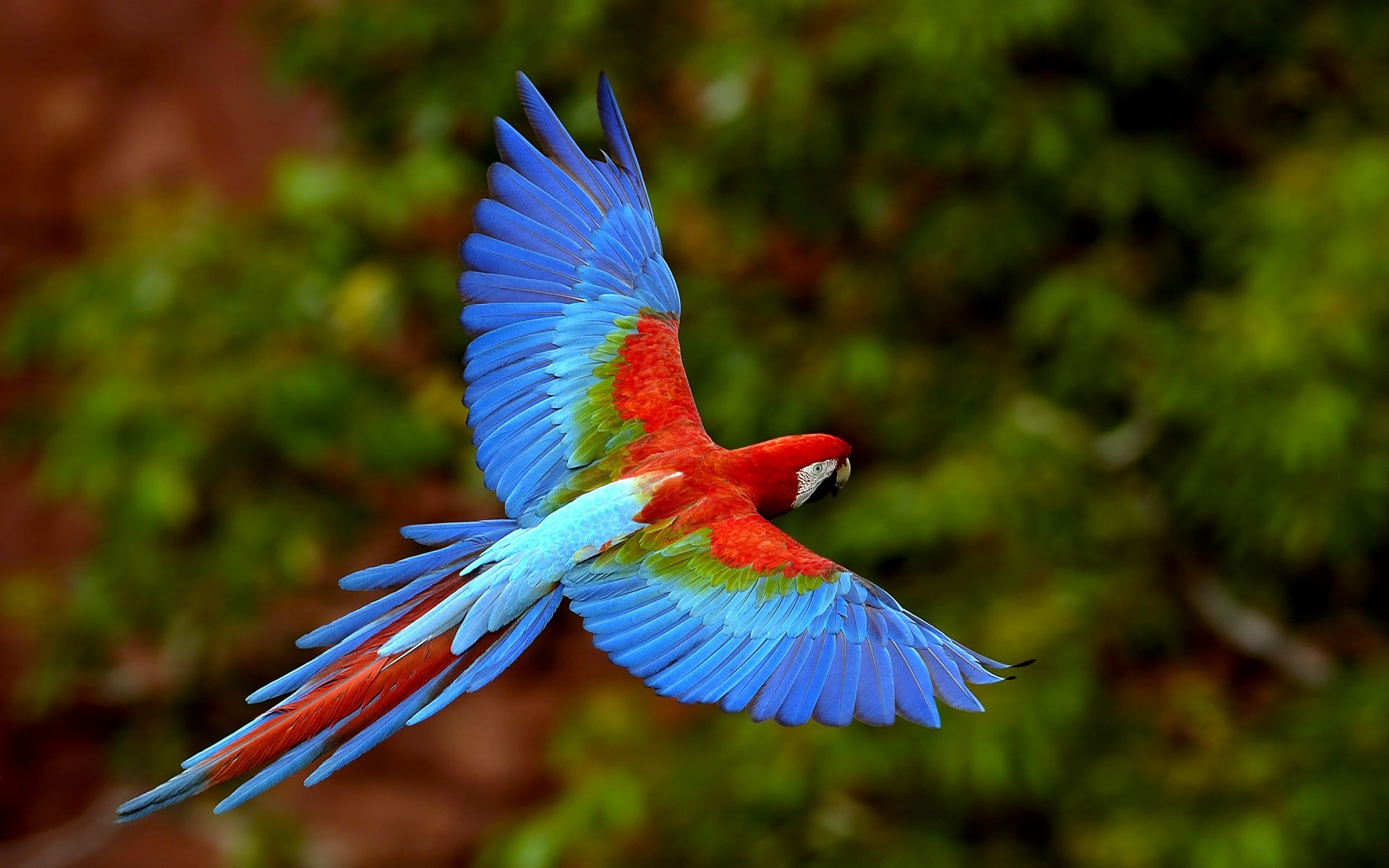 macaws, birds, exotic, 1080P, parrot, HD Wallpaper