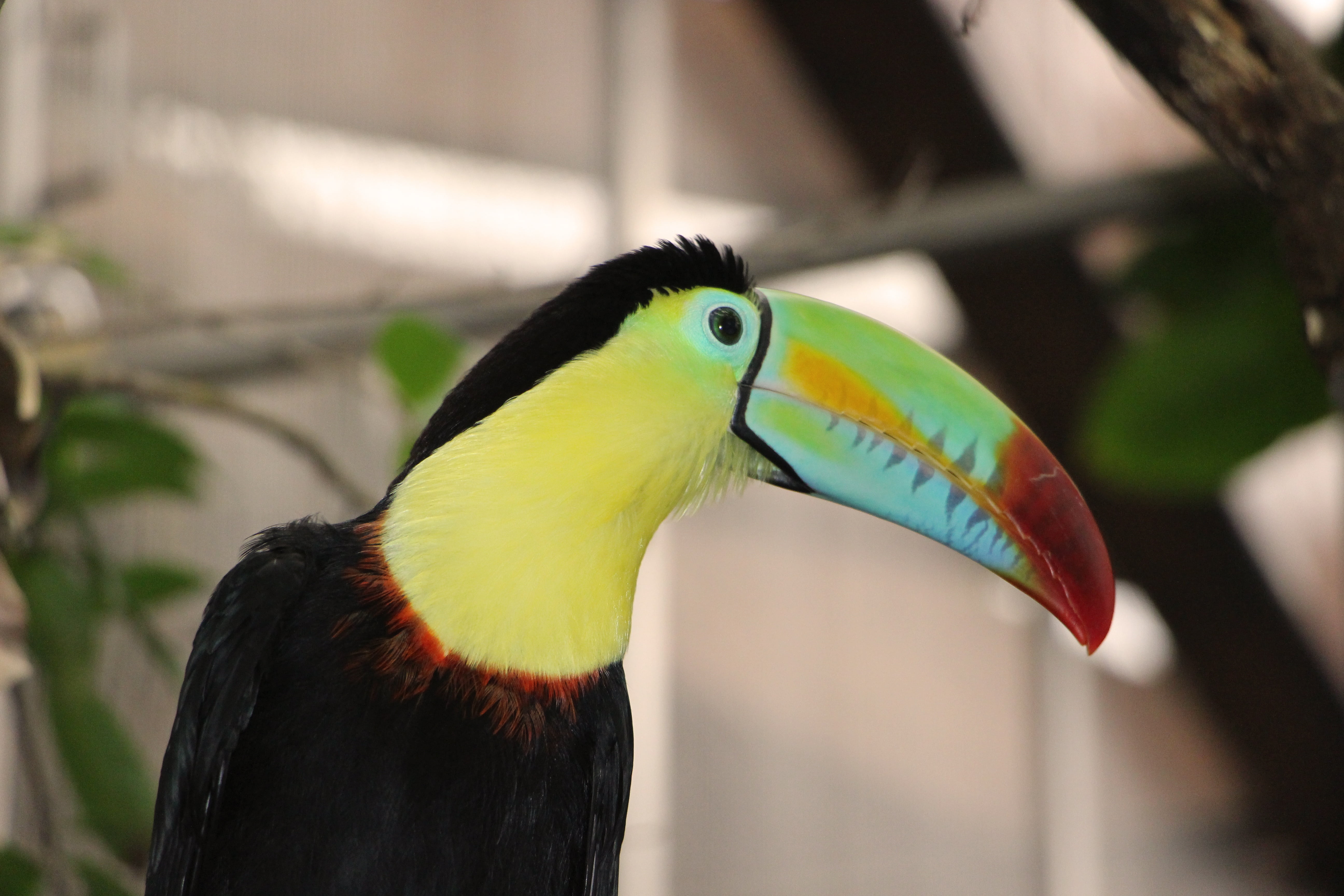 yellow, animals in the wild, animal wildlife, close-up, beak, one animal, focus on foreground, animals in captivity, bird, hornbill, multi colored, tropics, HD Wallpaper