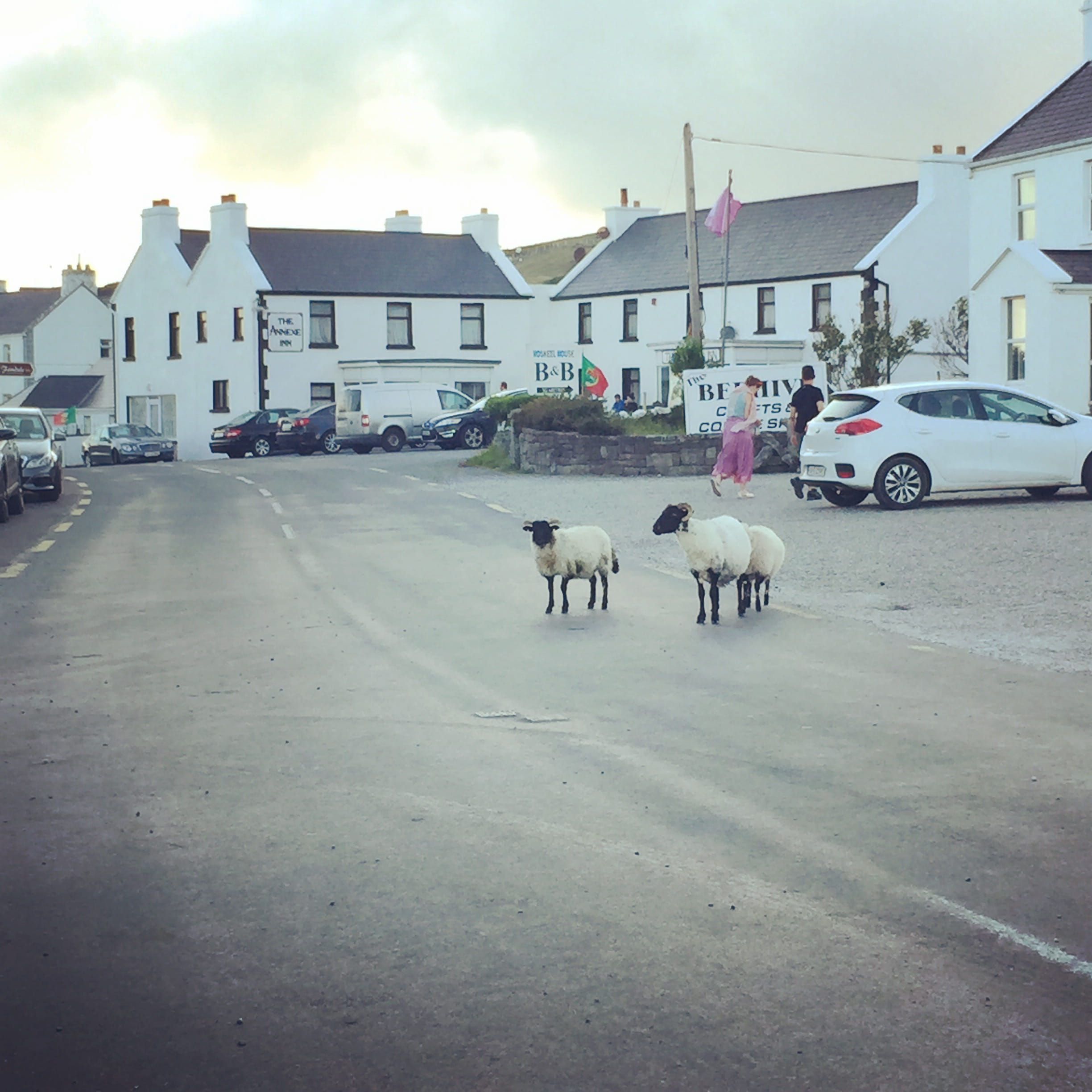 herbivorous, outdoors, vertebrate, irish pub, building, keel, built structure, ireland, domestic, achill, 1080P, animal themes, animal, road, pets, rural ireland, Phone HD Wallpaper
