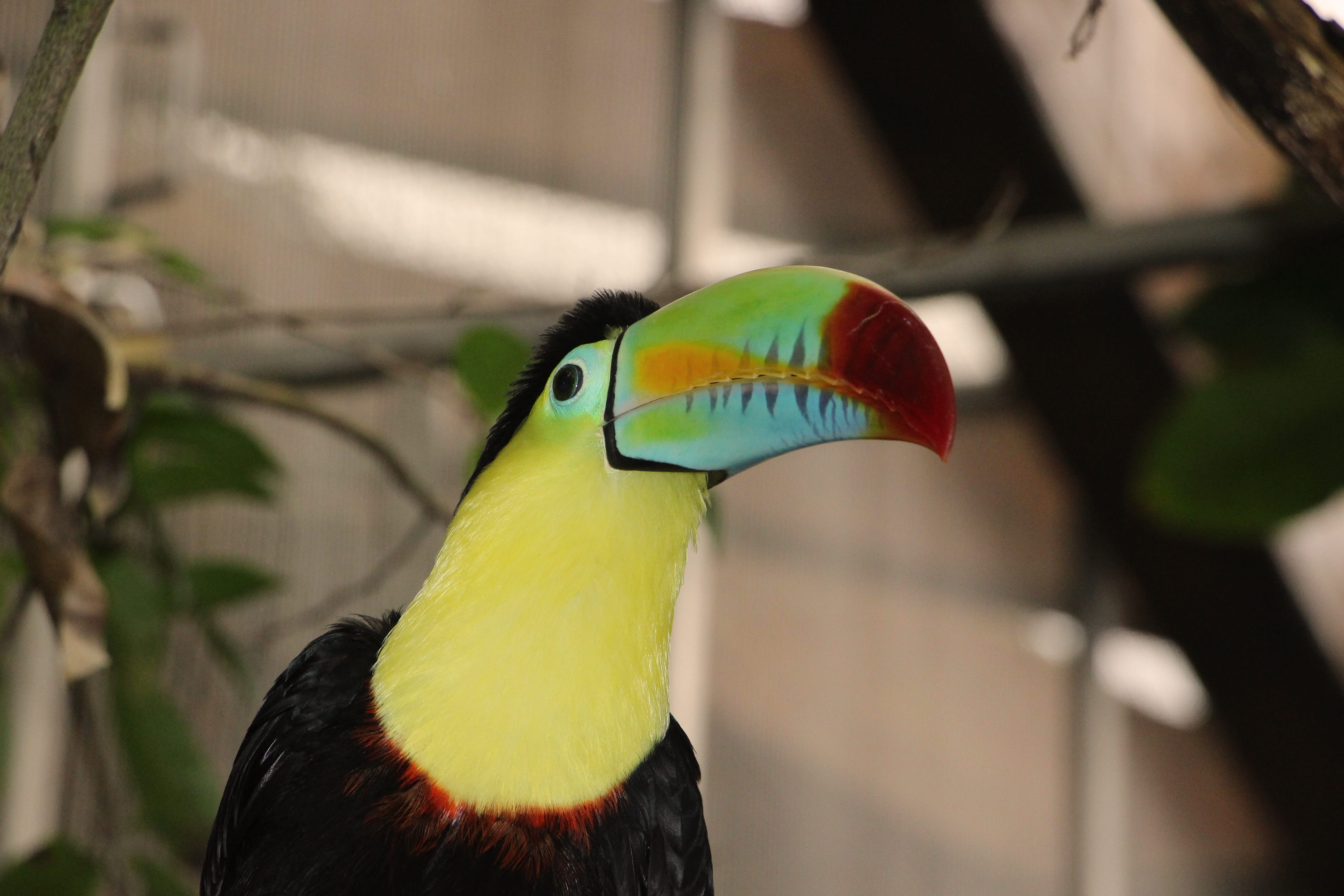 5K, beak, animal, looking, looking away, outdoors, nature, animal wildlife, close-up, Keel, multi colored, no people, vertebrate, animals in the wild, HD Wallpaper