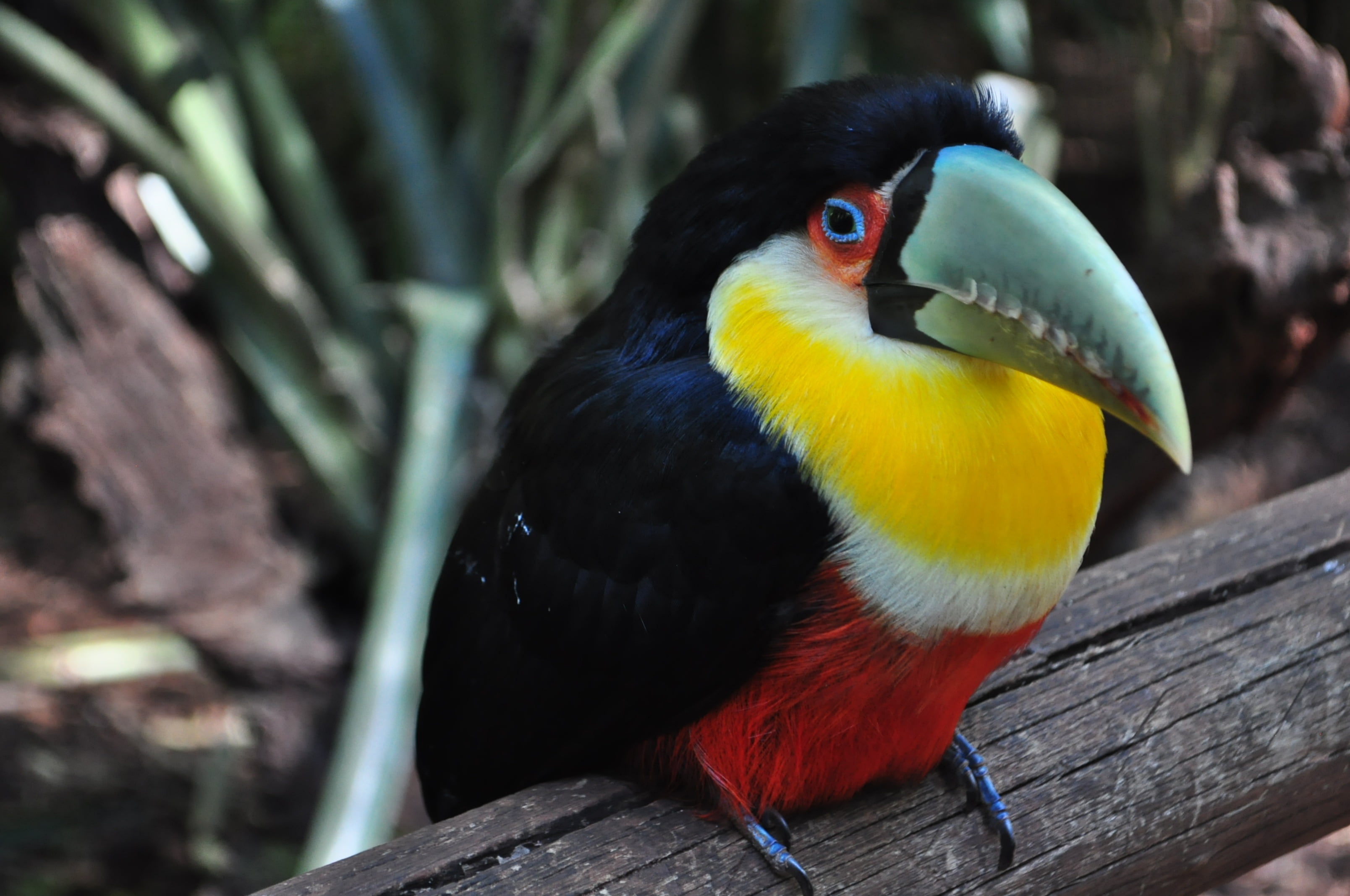one animal, multi colored, animal, bird, looking away, close-up, wood - material, yellow, animal wildlife, nature, perching, day, colorful, animals in the wild, HD Wallpaper
