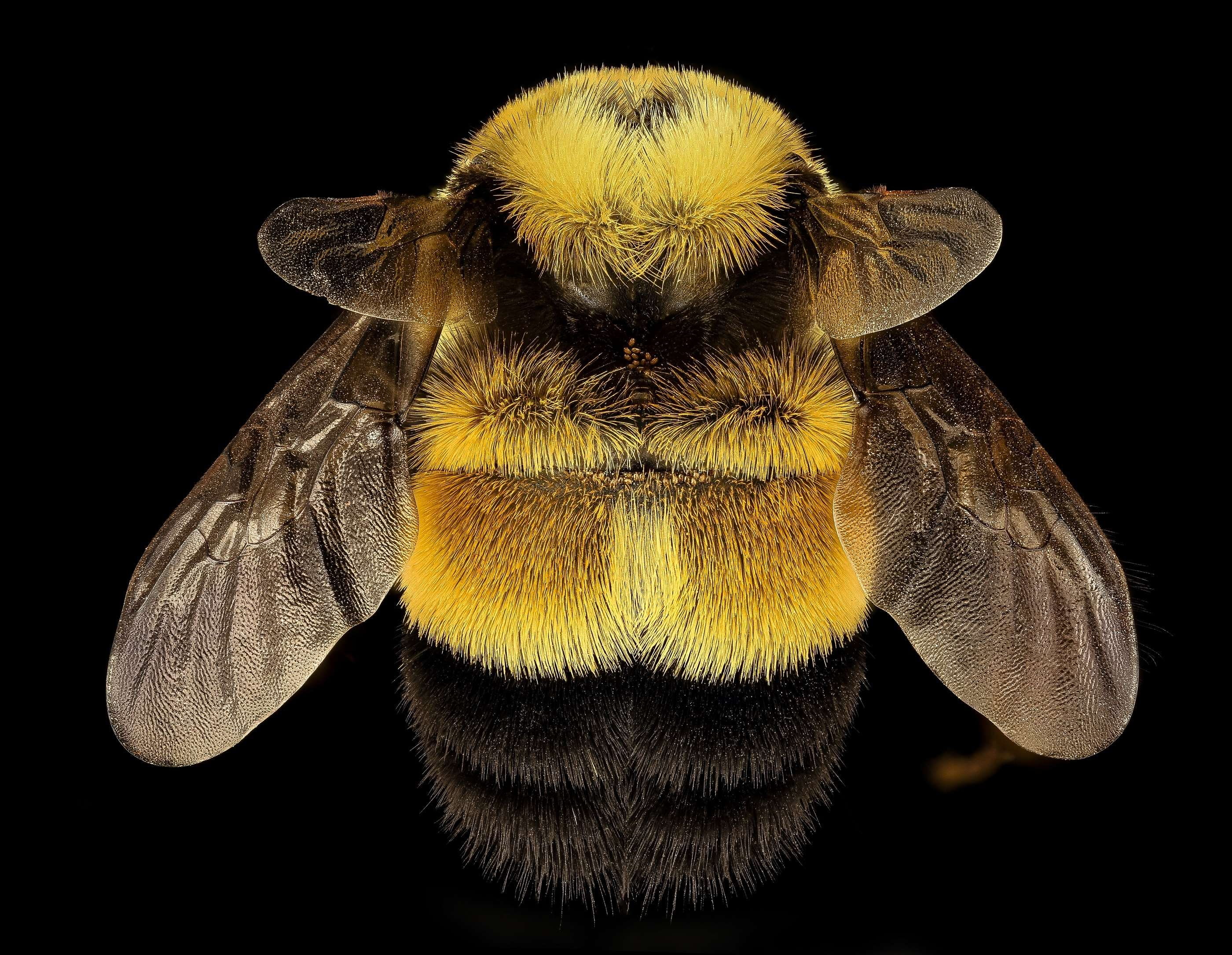 no people, bumblebee, mounted, one animal, wings, studio shot, front view, eusocial, animal themes, macro, insect, animal eye, animal head, black background, HD Wallpaper