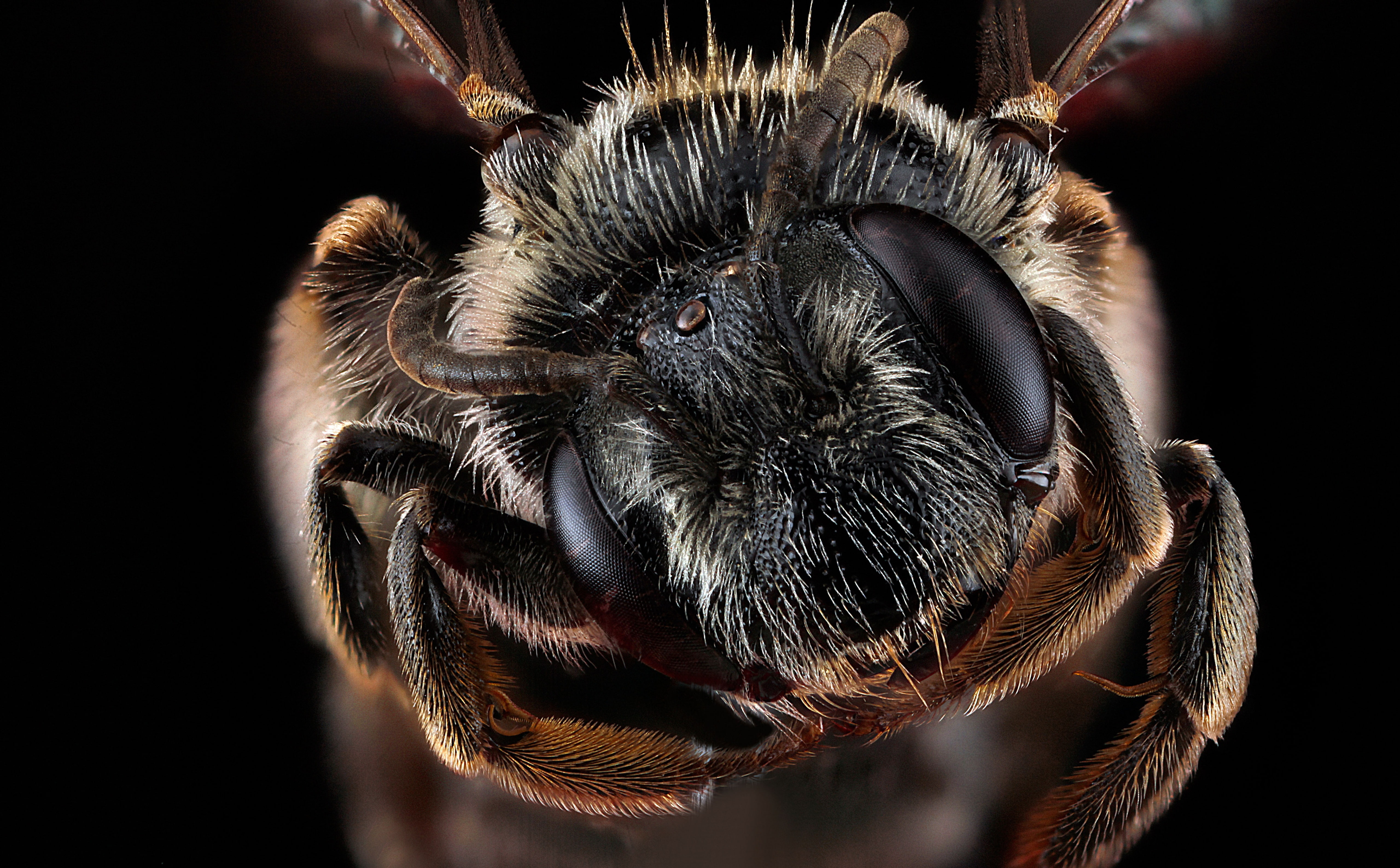 trachandrena, scape, zerene, bugs, hair, virginiana, pedicel, arachnid, Animal, black background, compoundeyes, animal hair, Eyes, apoidea, animal body part, HD Wallpaper