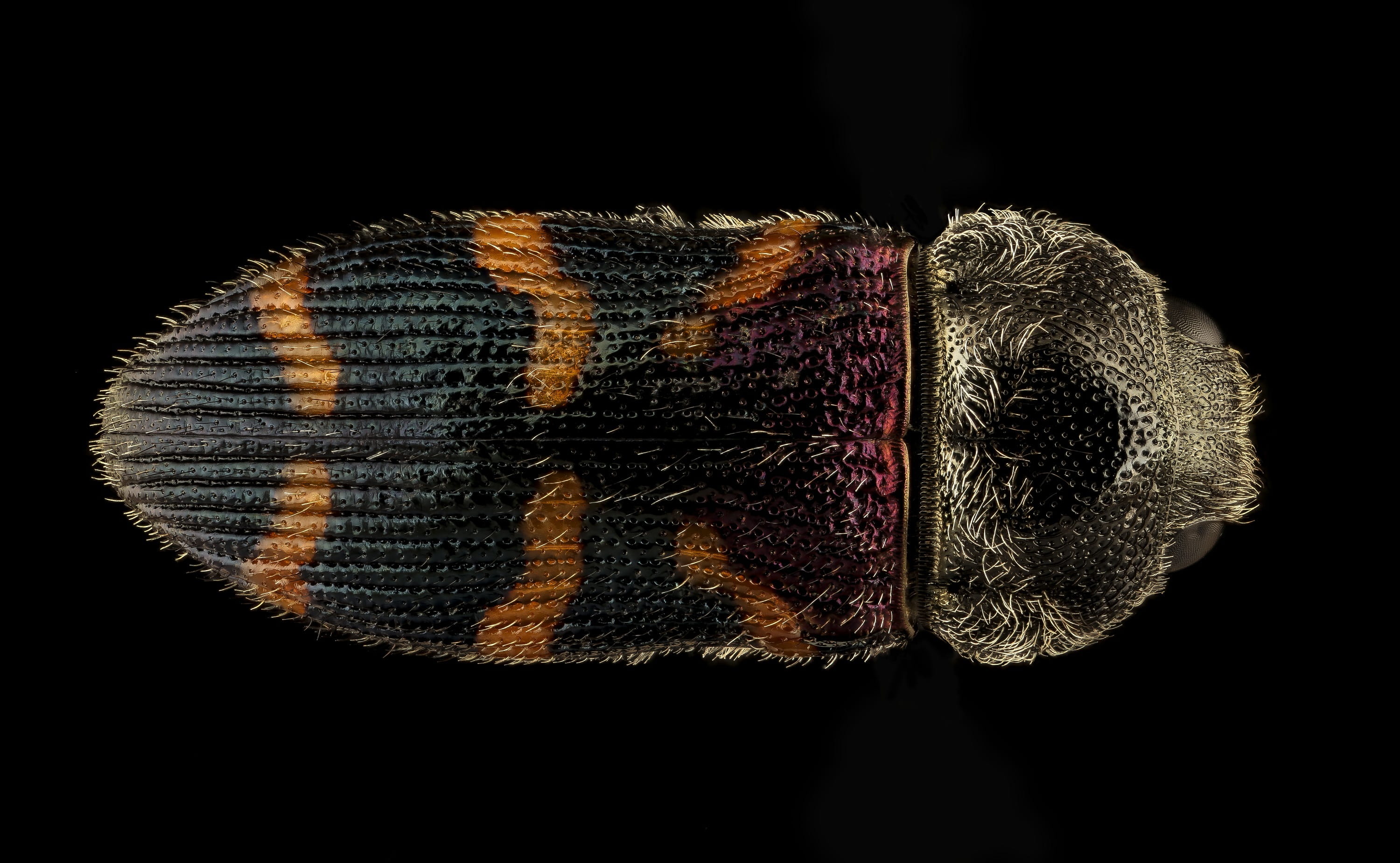 black background, craft, warm clothing, no people, mounted, macro, indoors, copy space, textured, beetle, pattern, knitted, creativity, close-up, 2K, studio shot, HD Wallpaper