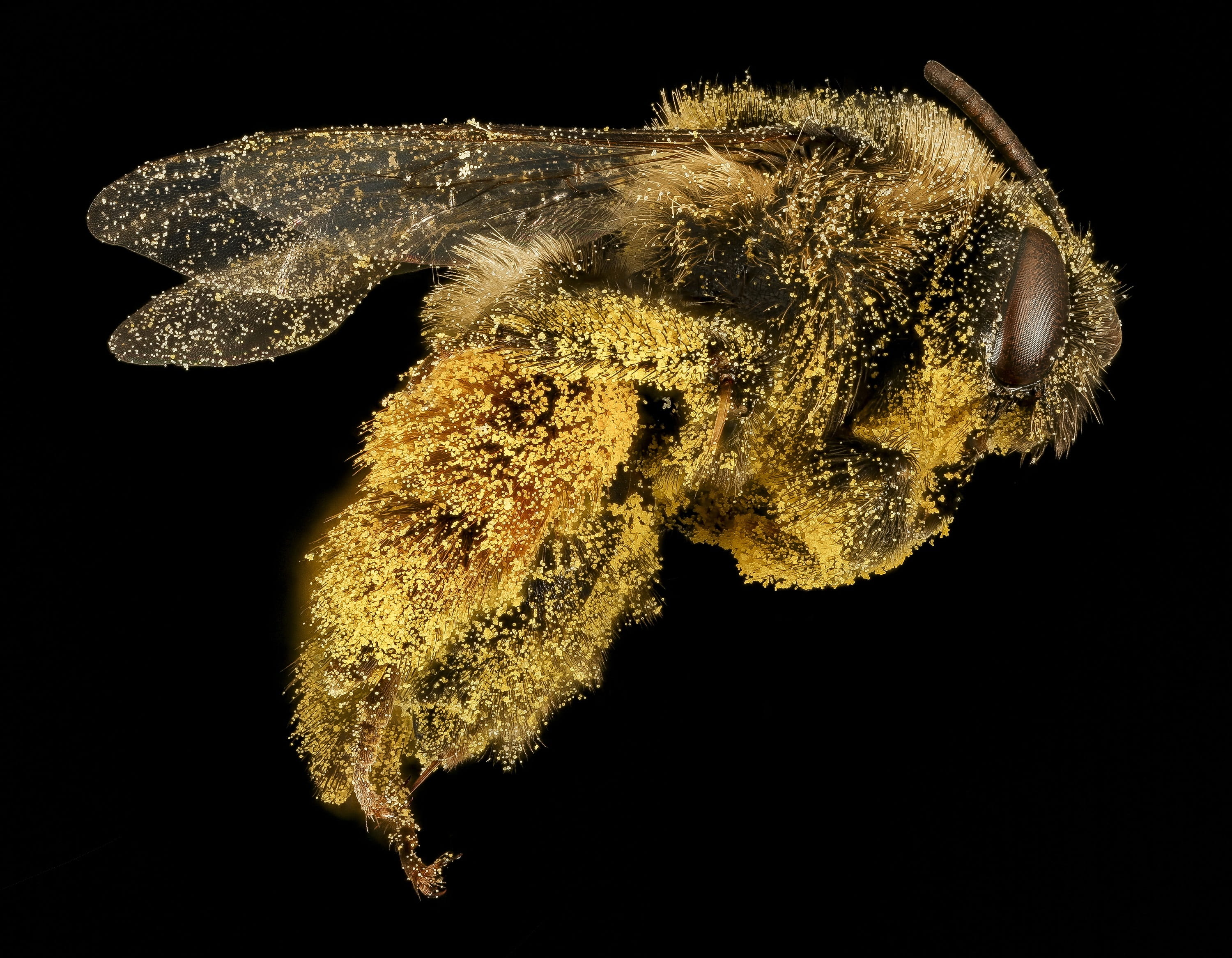 bee, animal wildlife, melissodes desponsa, entomology, cut out, invertebrate, indoors, flower head, flower, bumblebee, mounted, 2K, black background, animal themes, HD Wallpaper