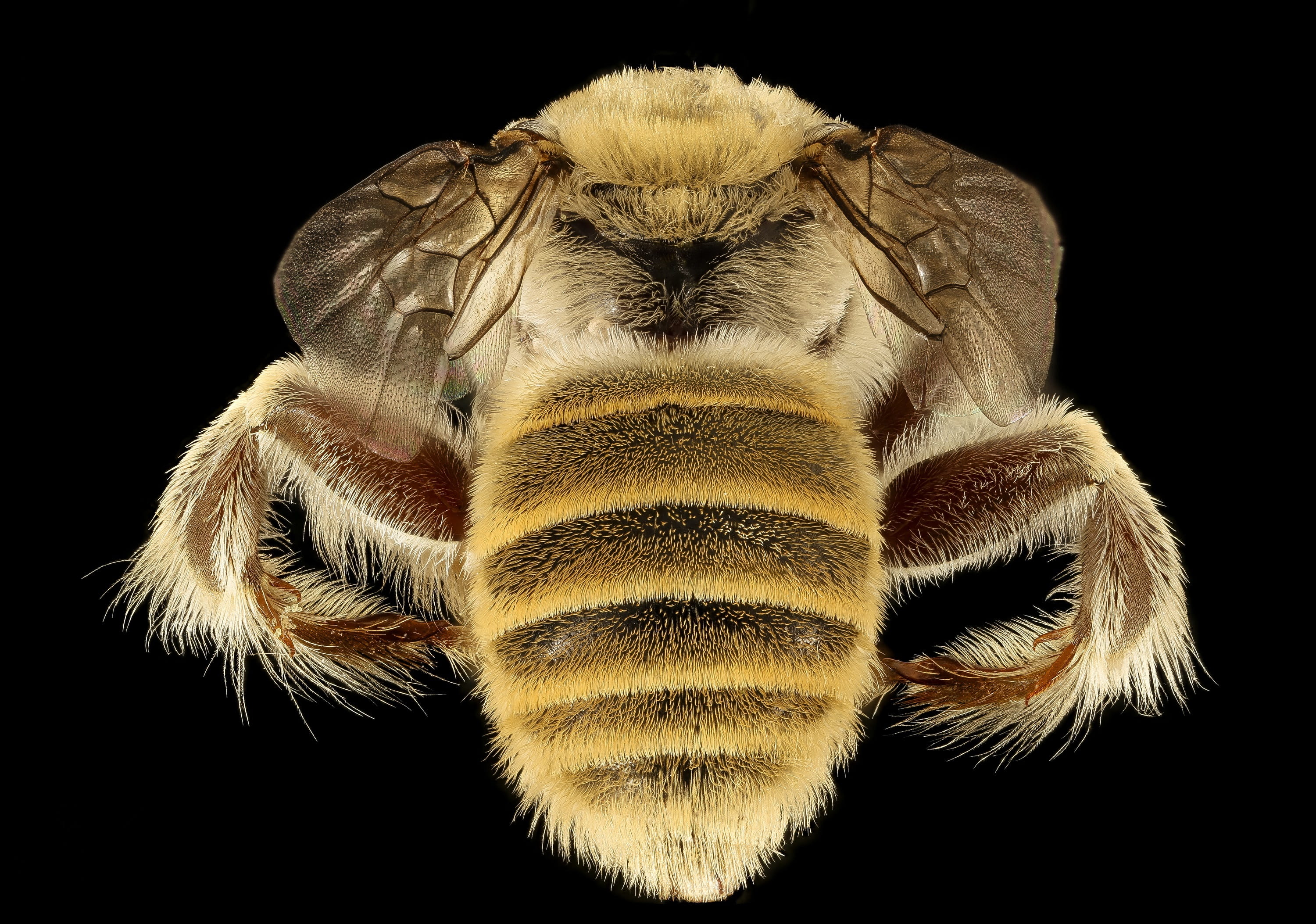 animal wildlife, wildlife, usgs, zoology, 2K, diadasia rinconis, arachnid, macro, arthropod, animal, one animal, beauty in nature, invertebrate, insect, HD Wallpaper