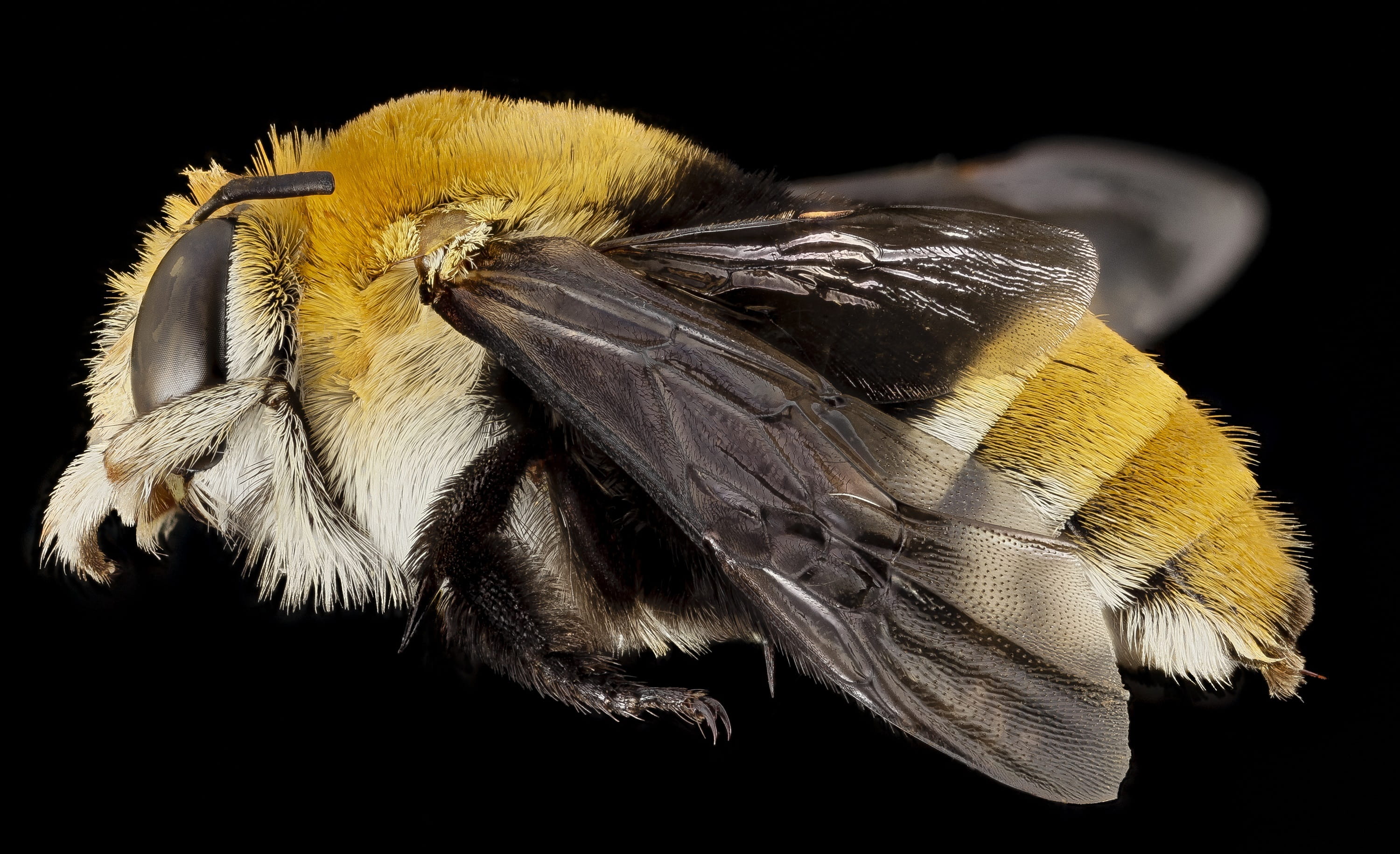 animal leg, close-up, animal wing, animals in the wild, wings, studio shot, bee, banded, pollination, flower head, yellow, animal themes, usgs, black background, HD Wallpaper