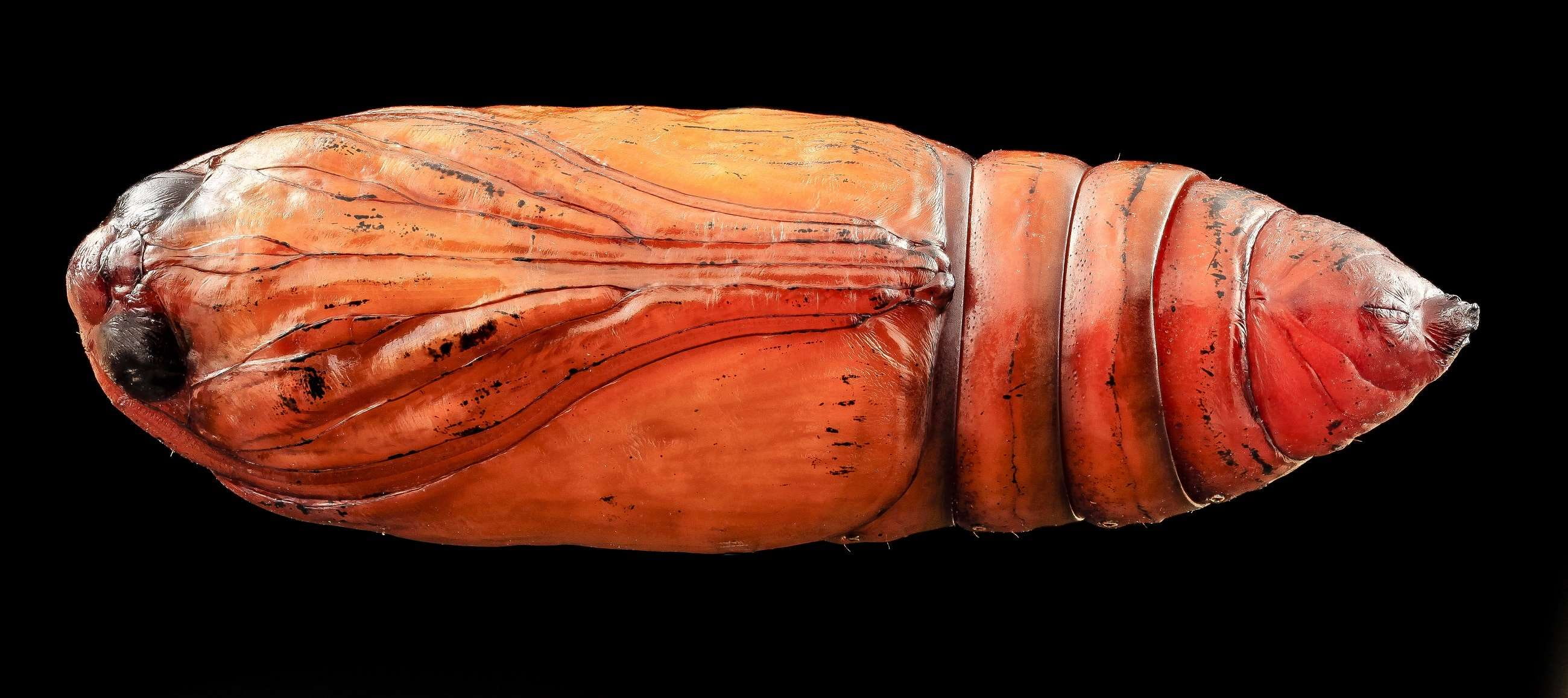 studio shot, black cutworm, orange color, red, macro, food and drink, raw food, 2K, bug, no people, close up, moth, animal wildlife, pupa, dark sword grass, HD Wallpaper