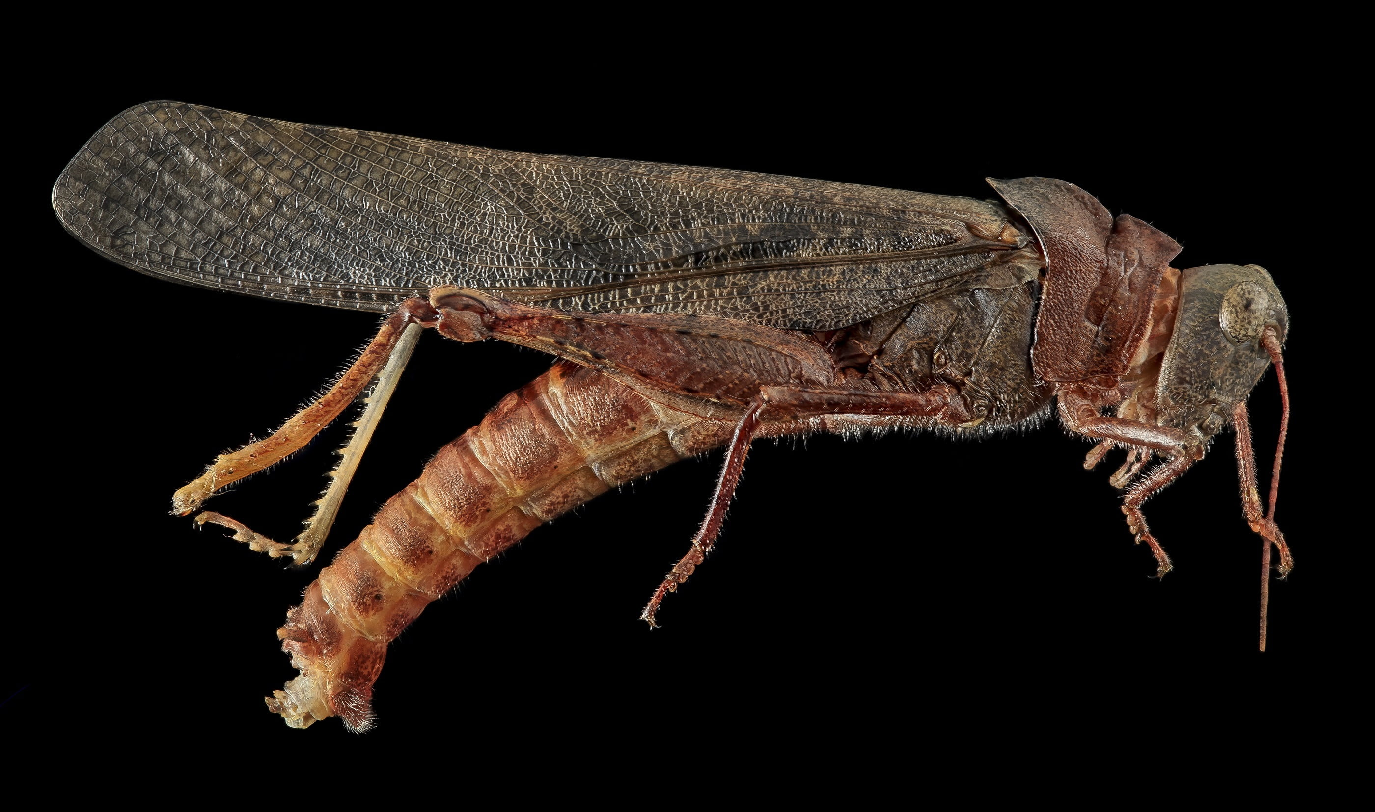 full length, animal wildlife, 2K, animal body part, black background, vertebrate, profile, dissosteira carolina, one animal, usgs, close-up, profile view, HD Wallpaper