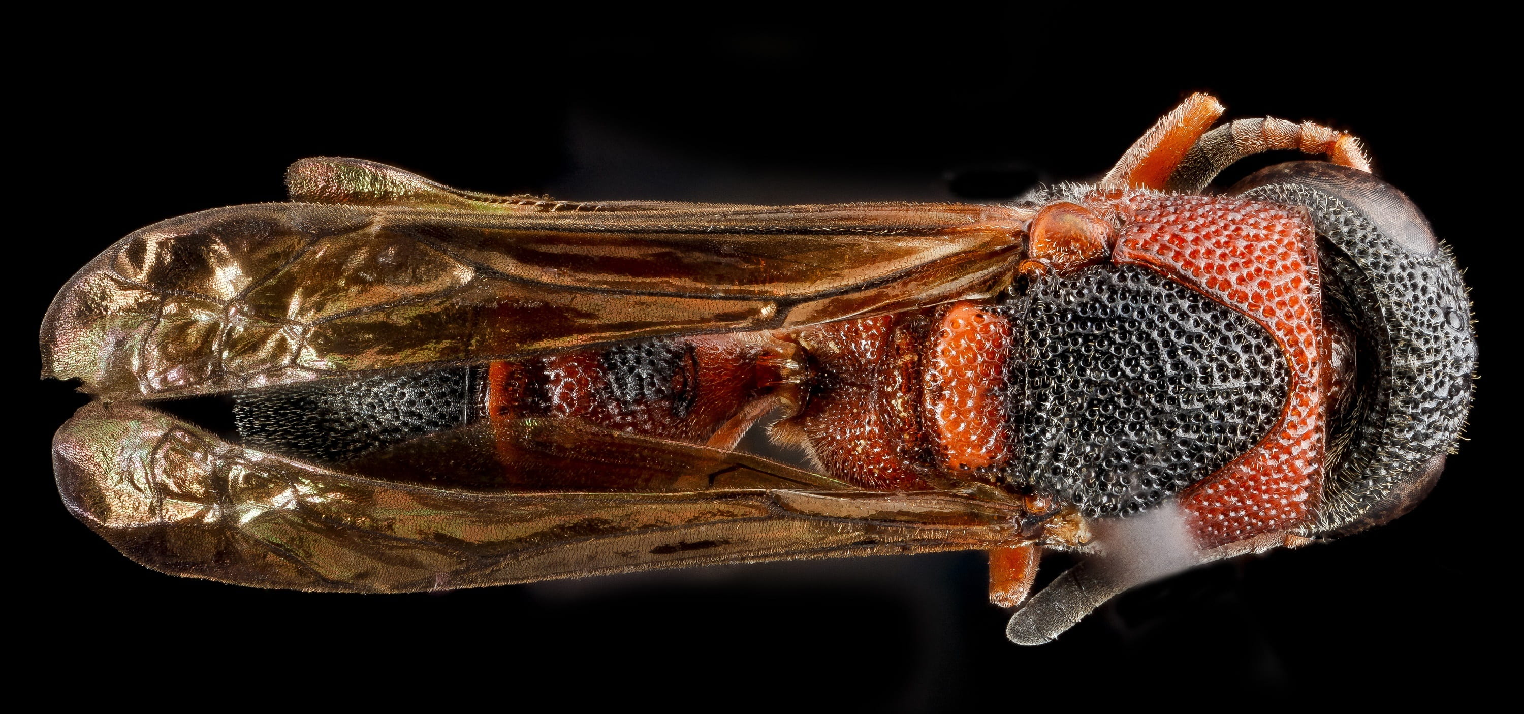 animal eye, black background, crustacean, wildlife, close-up, animal themes, organic, potter, close up, fruit, invertebrate, leptochilus acolhuus, bug, HD Wallpaper