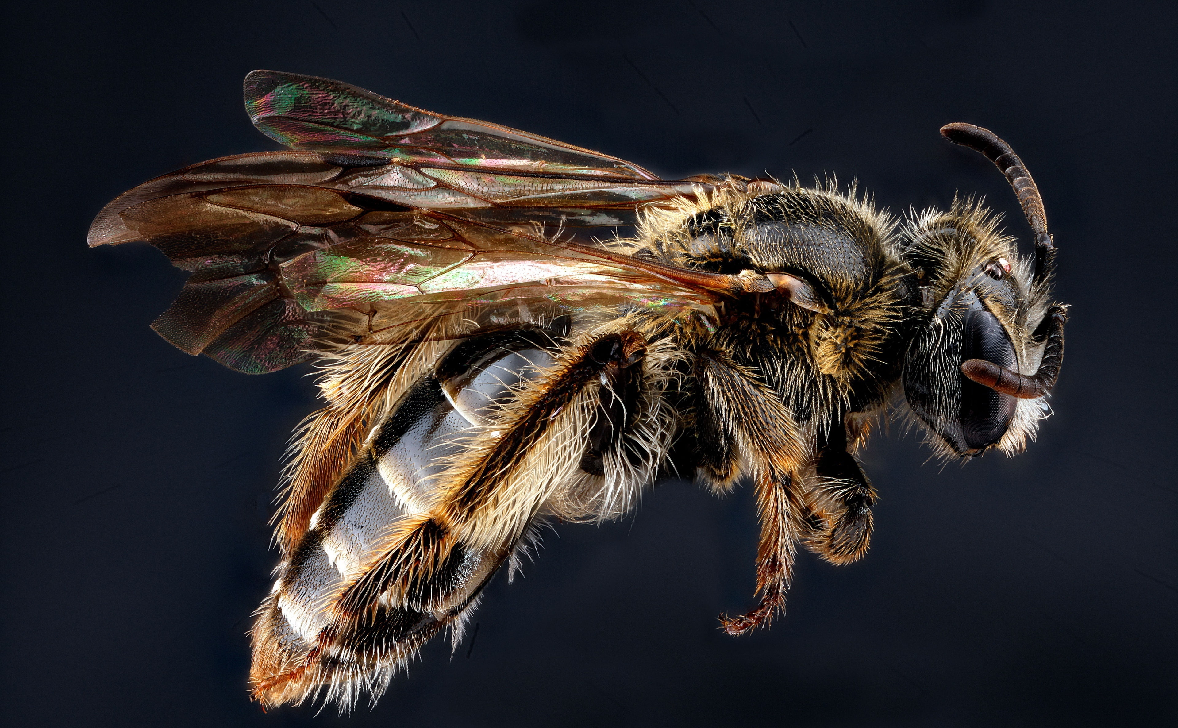 nature, gonandrena, arthropoda, apoidea, poisonous, animal themes, arthropods, Wings, one animal, stackshot, andrena, usgs, fragilis, indoors, miningbees, HD Wallpaper