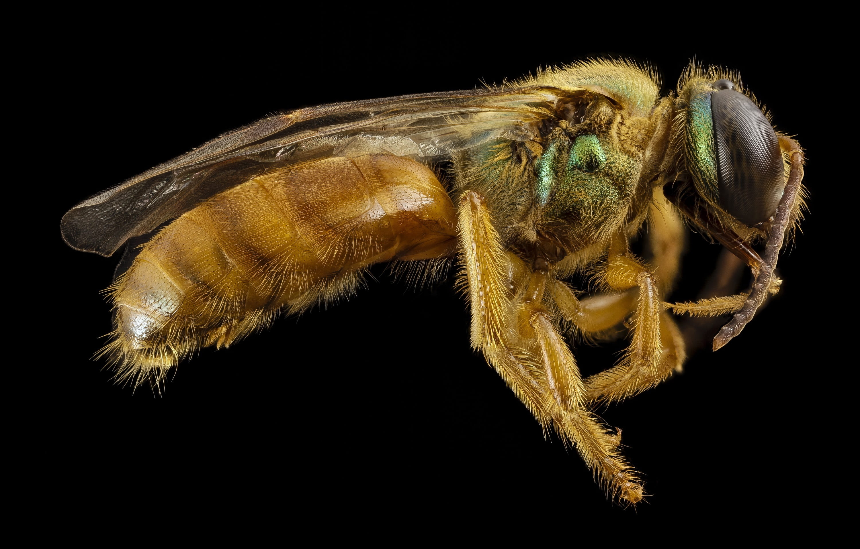 small, bug, macro, wildlife, copy space, close-up, animals in the wild, animal leg, 2K, animal eye, arthropod, bee, megalopta genalis, wings, nature, insect, HD Wallpaper