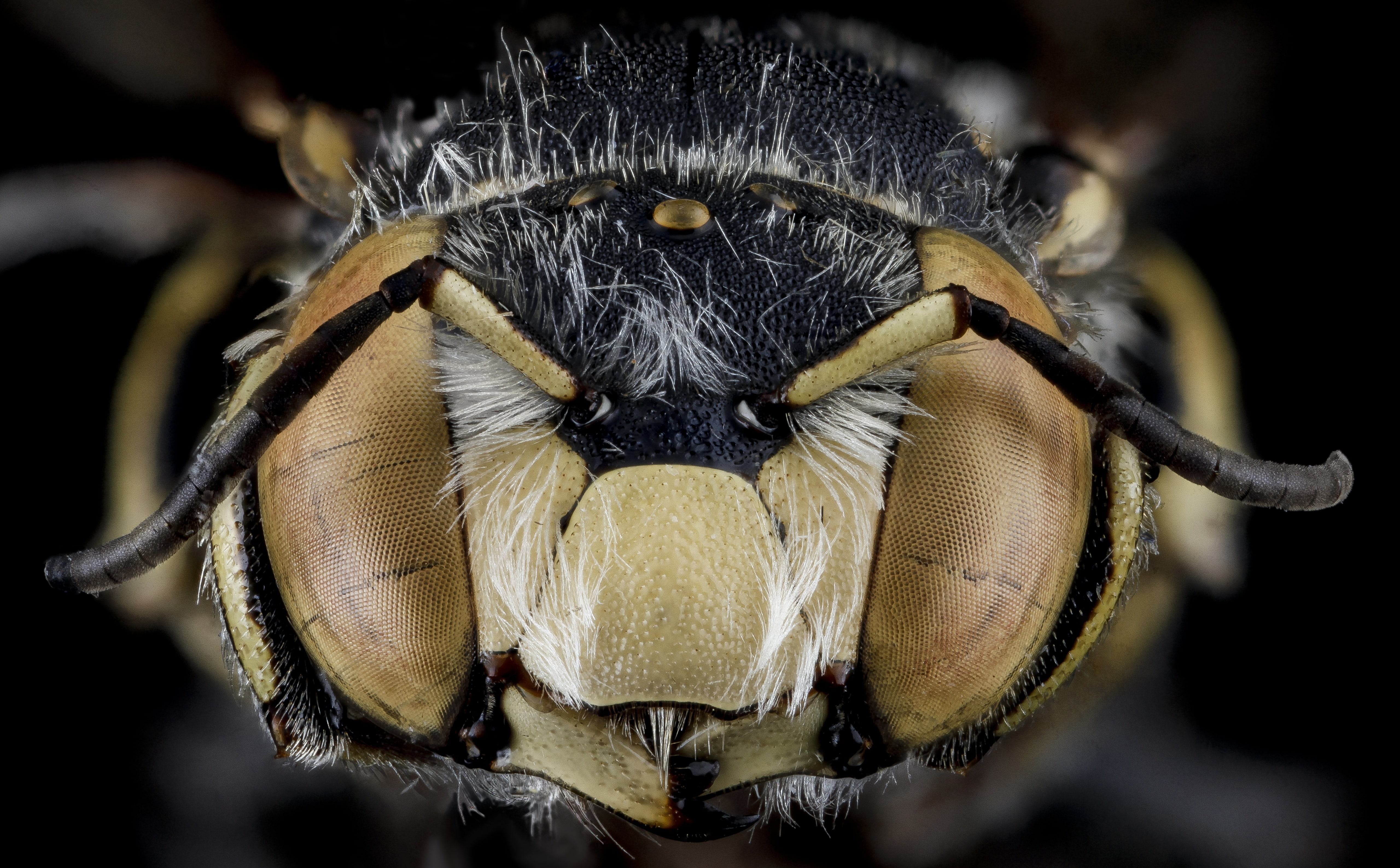 usgs, biml, arthropods, Island, florid, one animal, focus on foreground, growth, arthropod, nature, extreme close-up, hymenoptera, animal eye, usgsbiml, HD Wallpaper