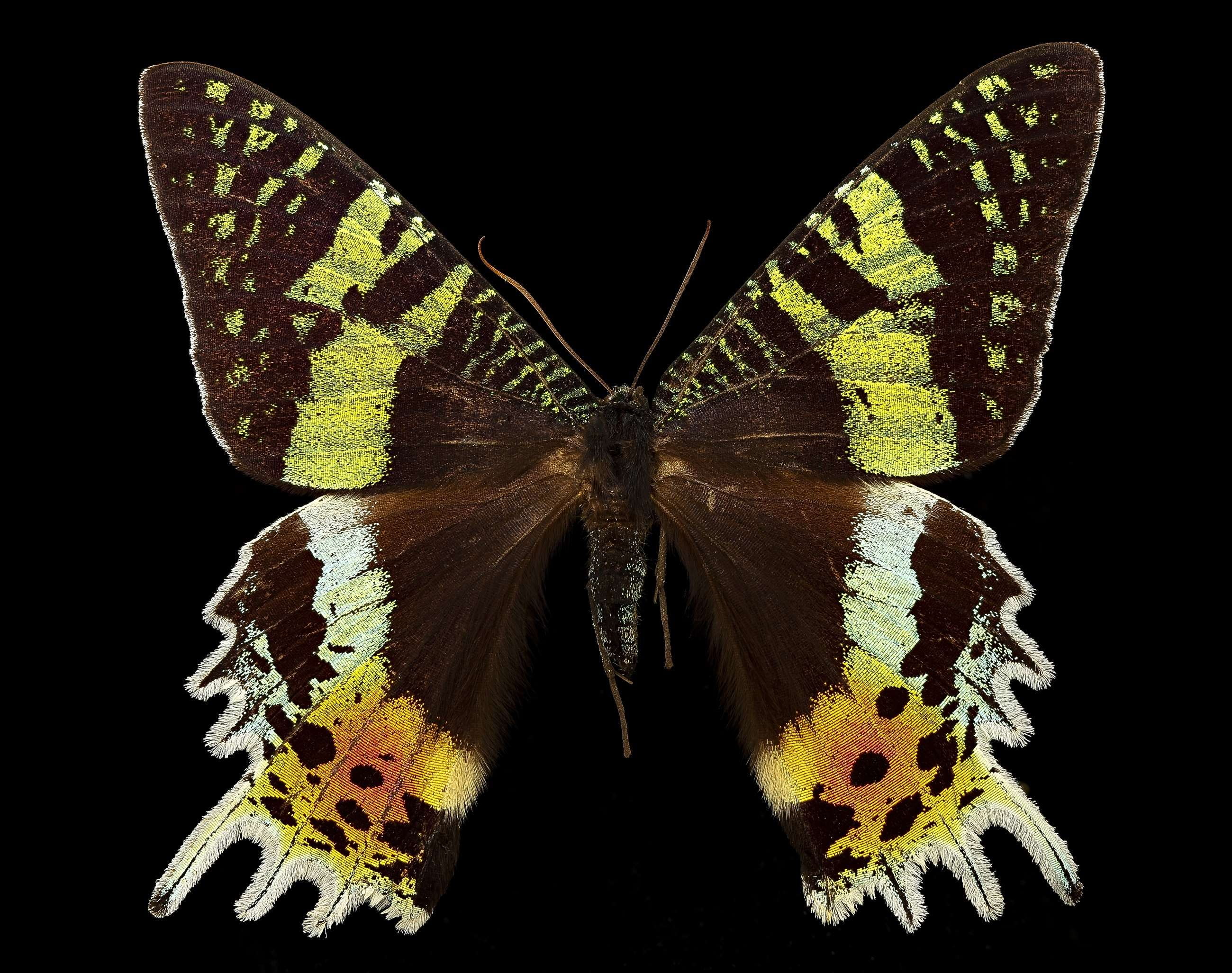close-up, no people, madagascar, usgs, butterfly, animal wildlife, africa, butterfly - insect, nature, animals in the wild, black background, day flying, HD Wallpaper