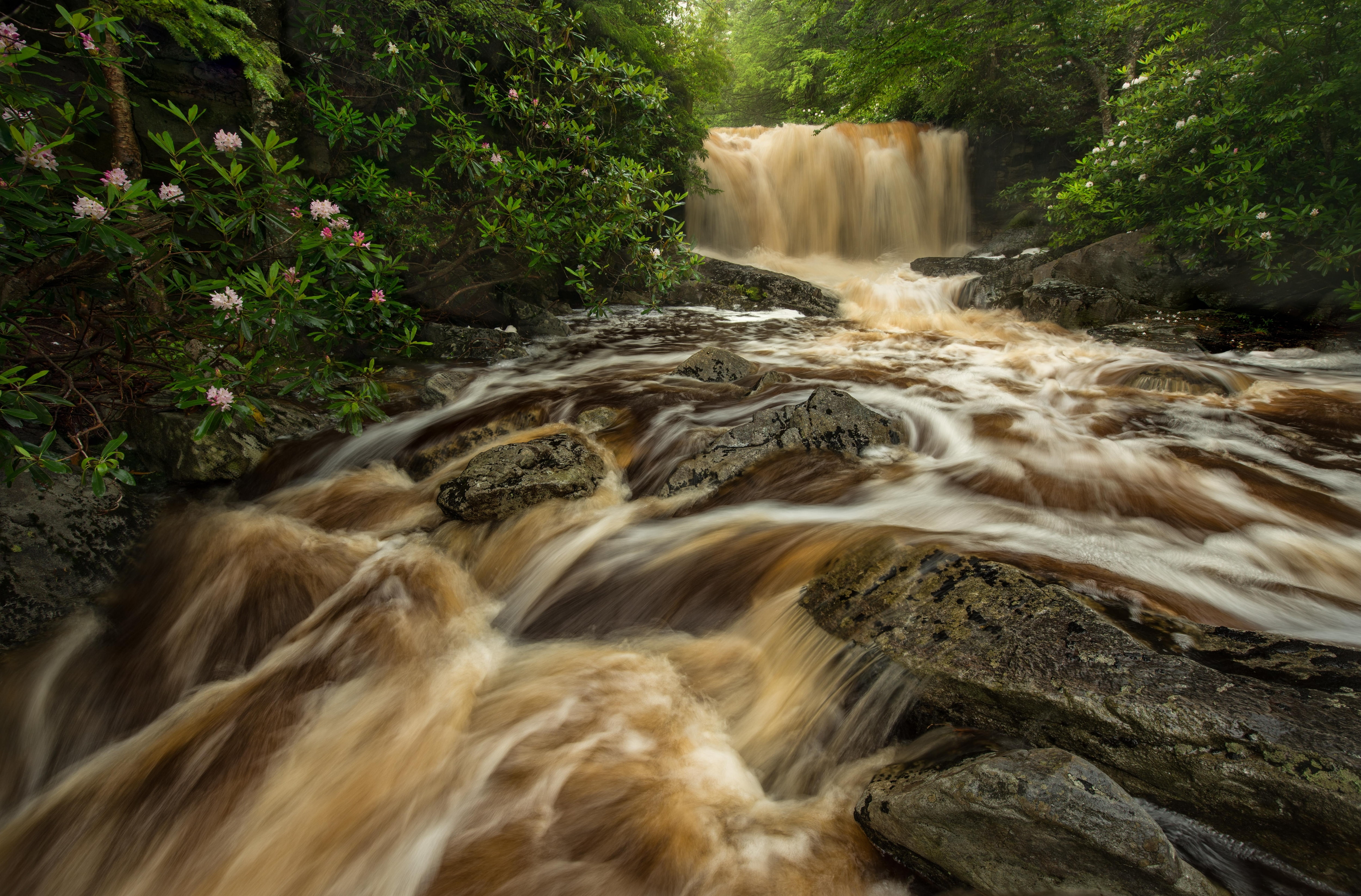 Big Run river, river, 4K, stream, stones, rhododendrons, West Virginia, waterfall, forest, the bushes, HD Wallpaper