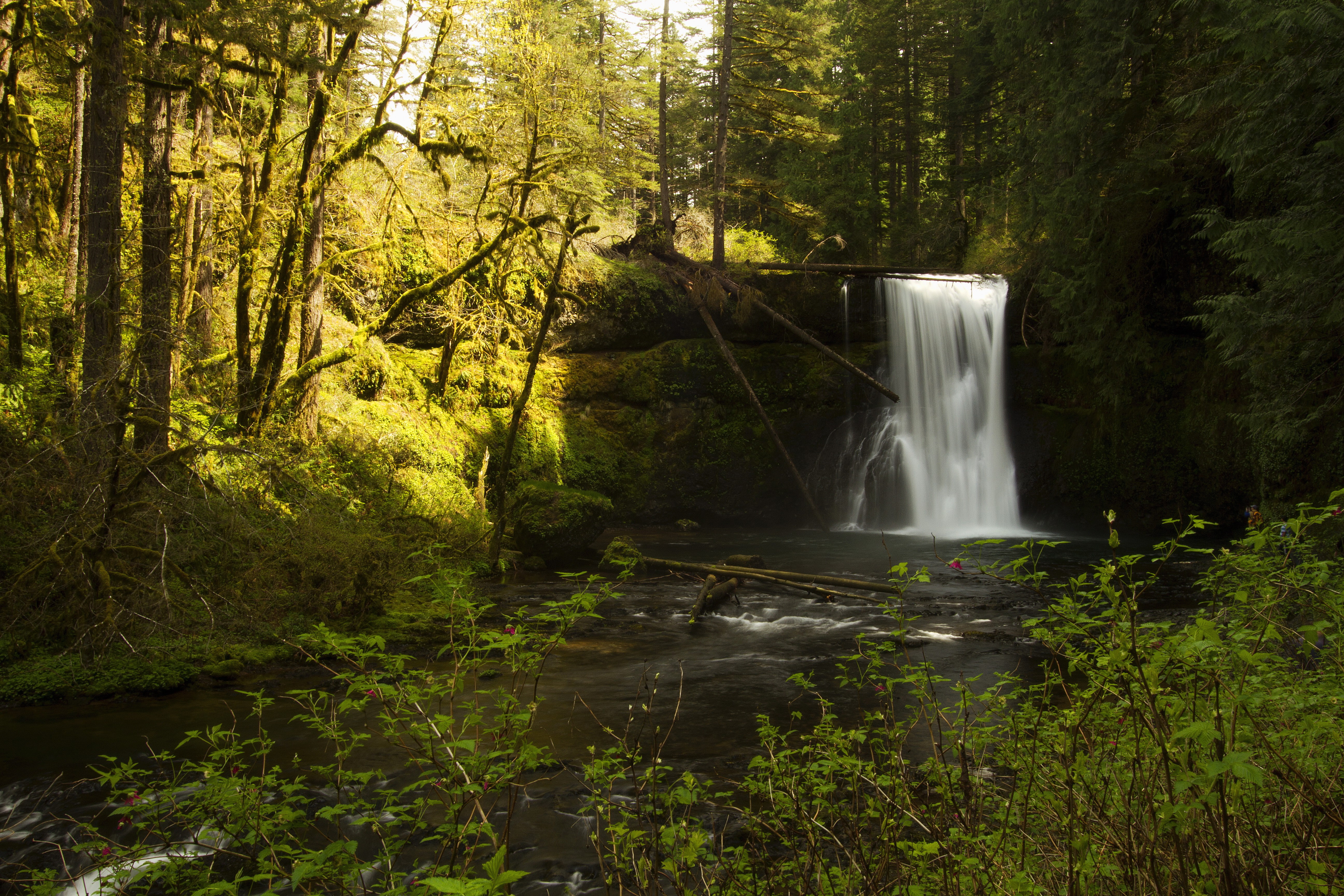 sun, park, silver, falls, stream, branches, Silver Falls State Park, 5K, waterfall, trees, moss, rocks, USA, state, Oregon, bushes, forest, water, HD Wallpaper